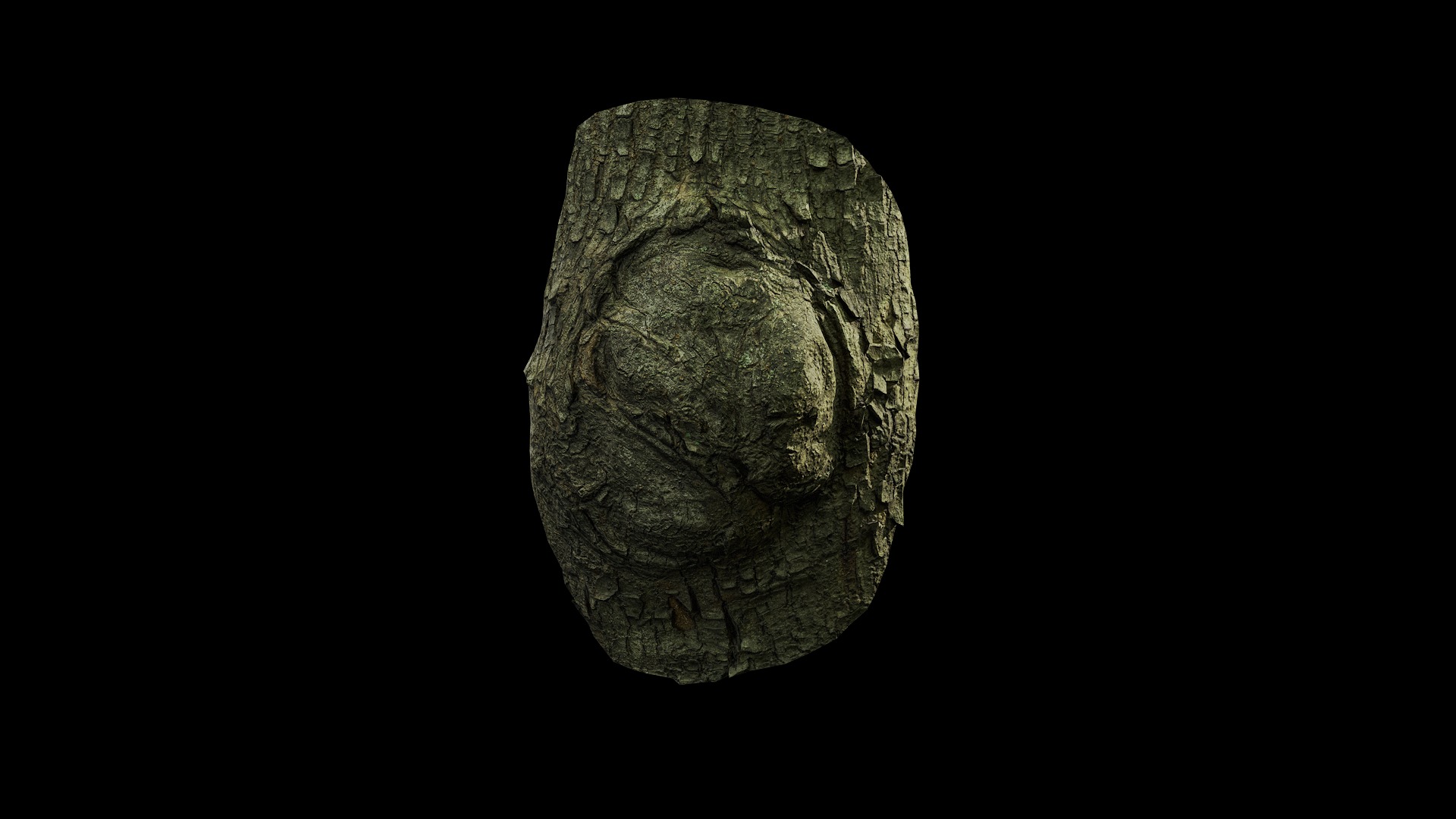 Anydrafts Koelreuteria paniculata Burl 23 Low-poly 3D model_2