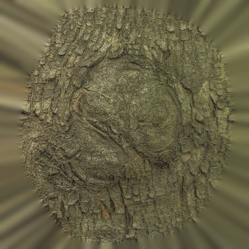Anydrafts Koelreuteria paniculata Burl 23 Low-poly 3D model_1