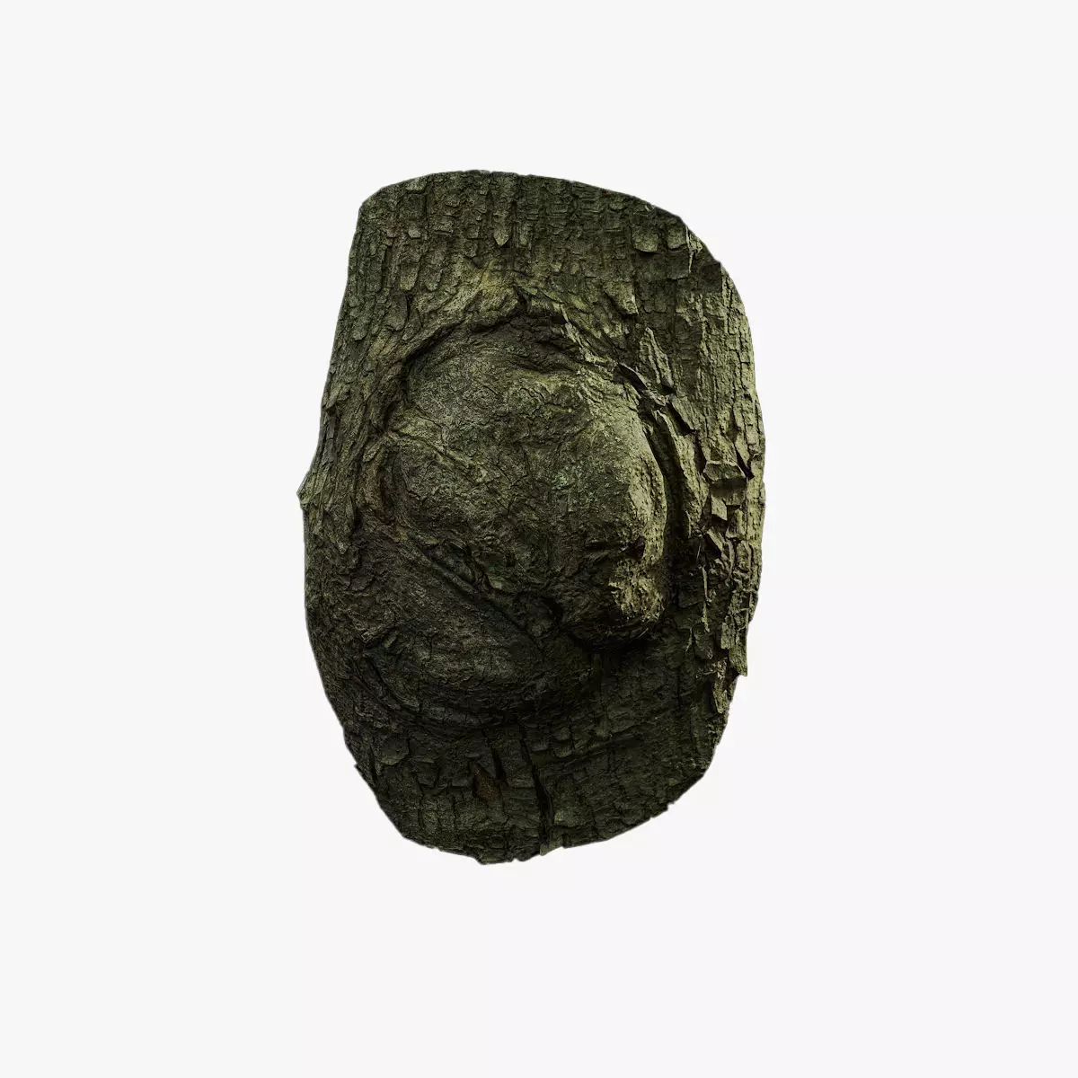 Anydrafts Koelreuteria paniculata Burl 23 Low-poly 3D model_0