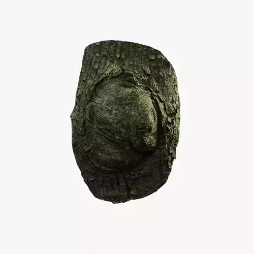 Anydrafts Koelreuteria paniculata Burl 23