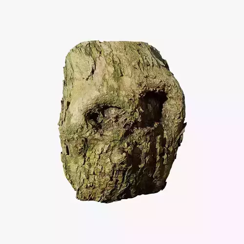 Anydrafts Lindera megaphylla Burl 02