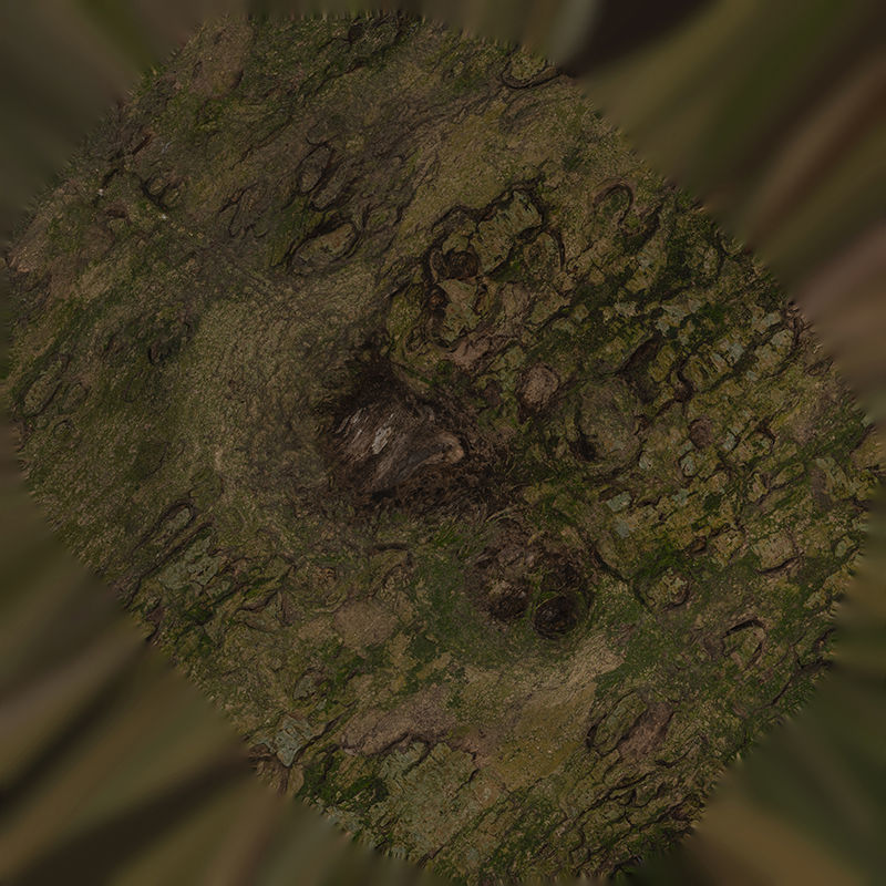 Anydrafts Lindera megaphylla Burl 02 Low-poly 3D model_1