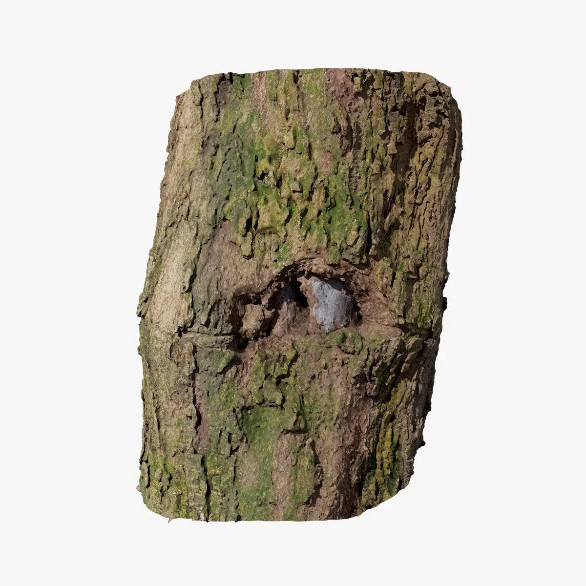 Anydrafts Lindera megaphylla Burl 03 Low-poly 3D model