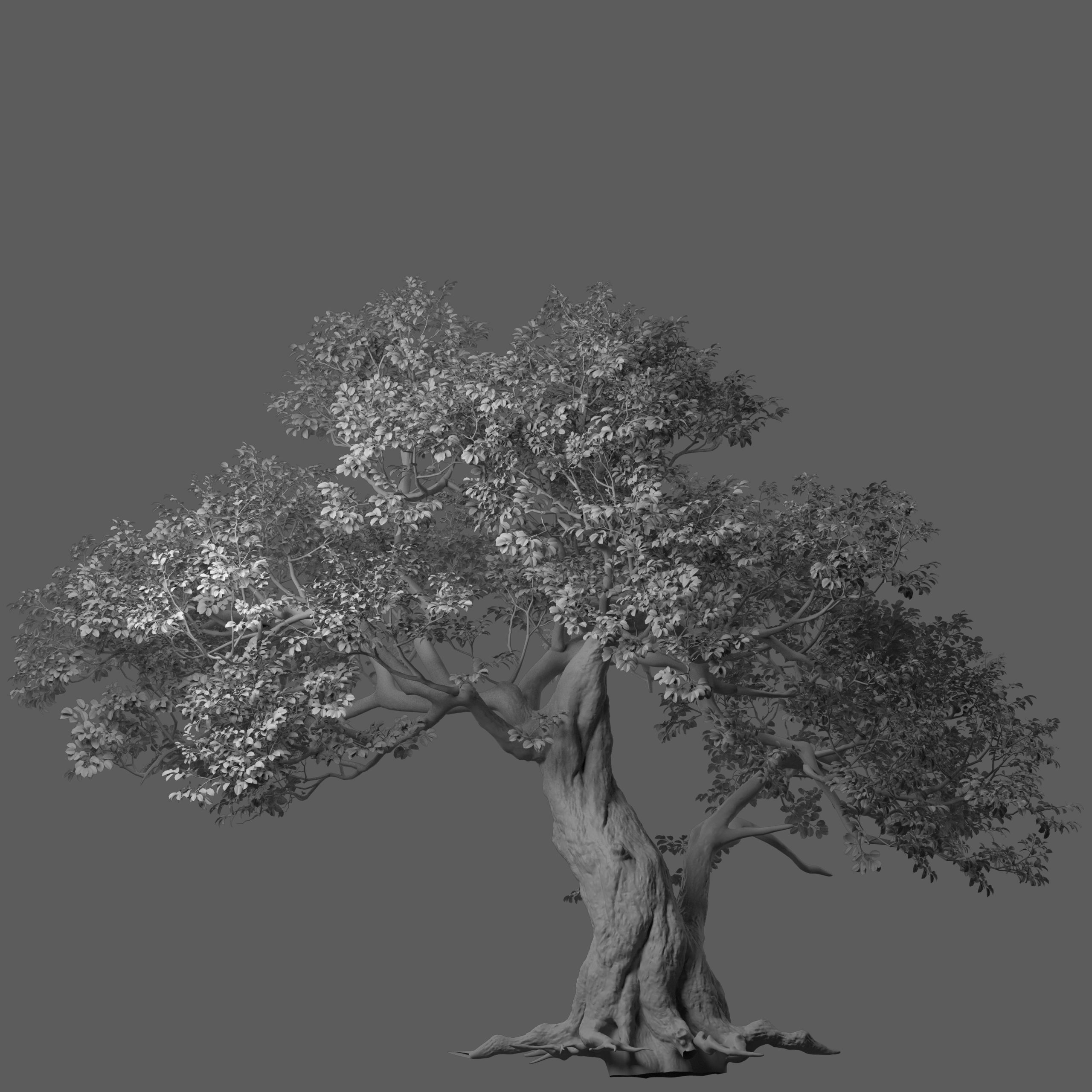 tree big tree 3D model_2