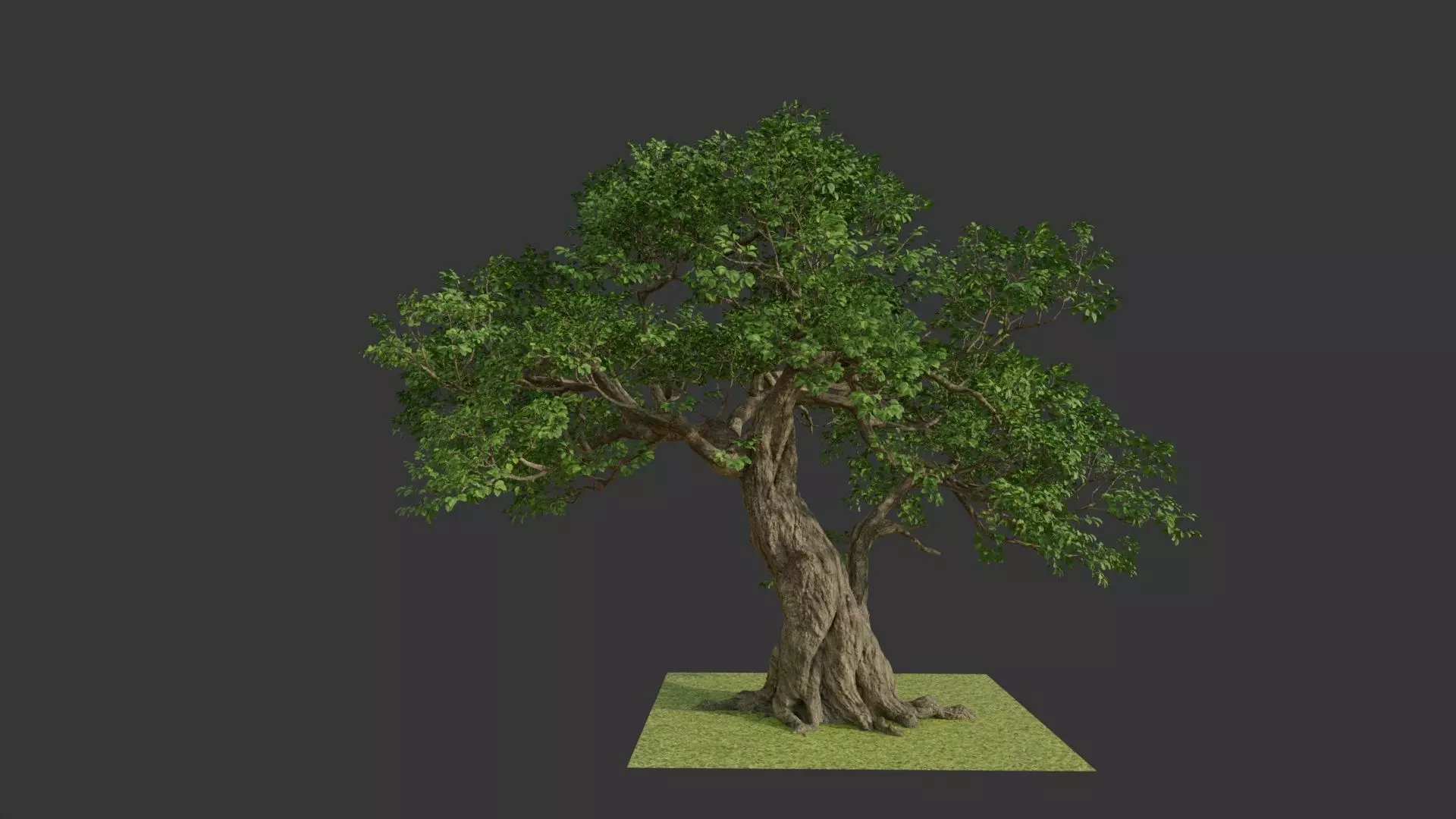 tree big tree 3D model_0