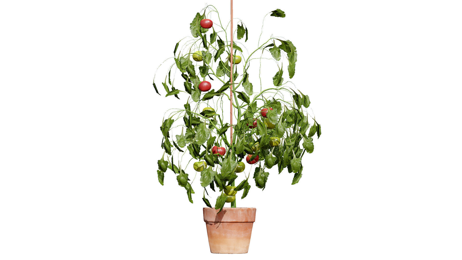 Tomato Plant 3D Model Low-poly 3D model_8