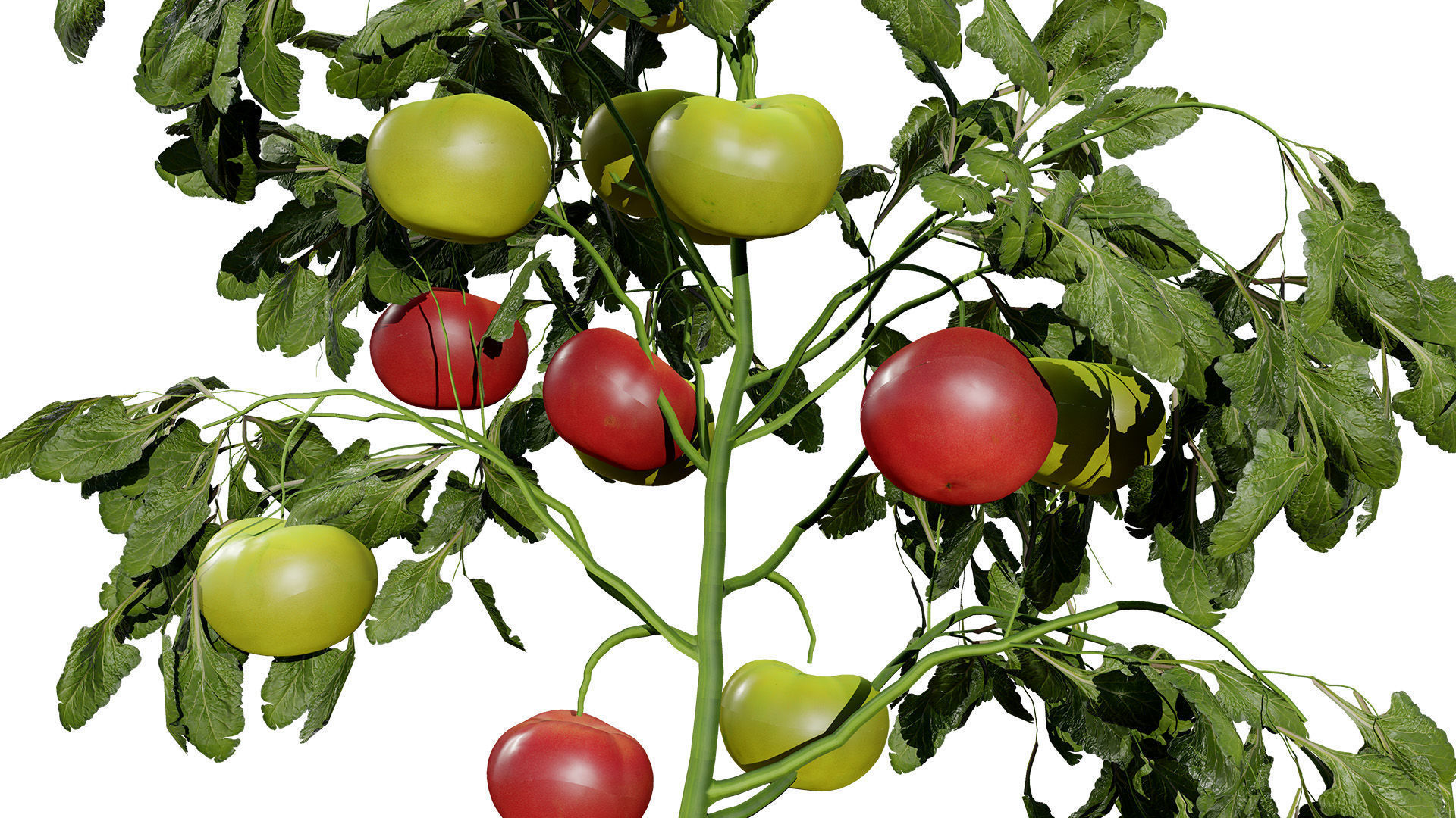 Tomato Plant 3D Model Low-poly 3D model_6