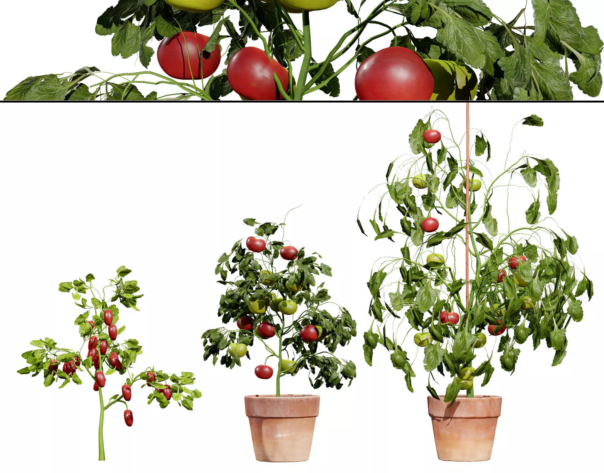 Tomato Plant 3D Model Low-poly 3D model_0
