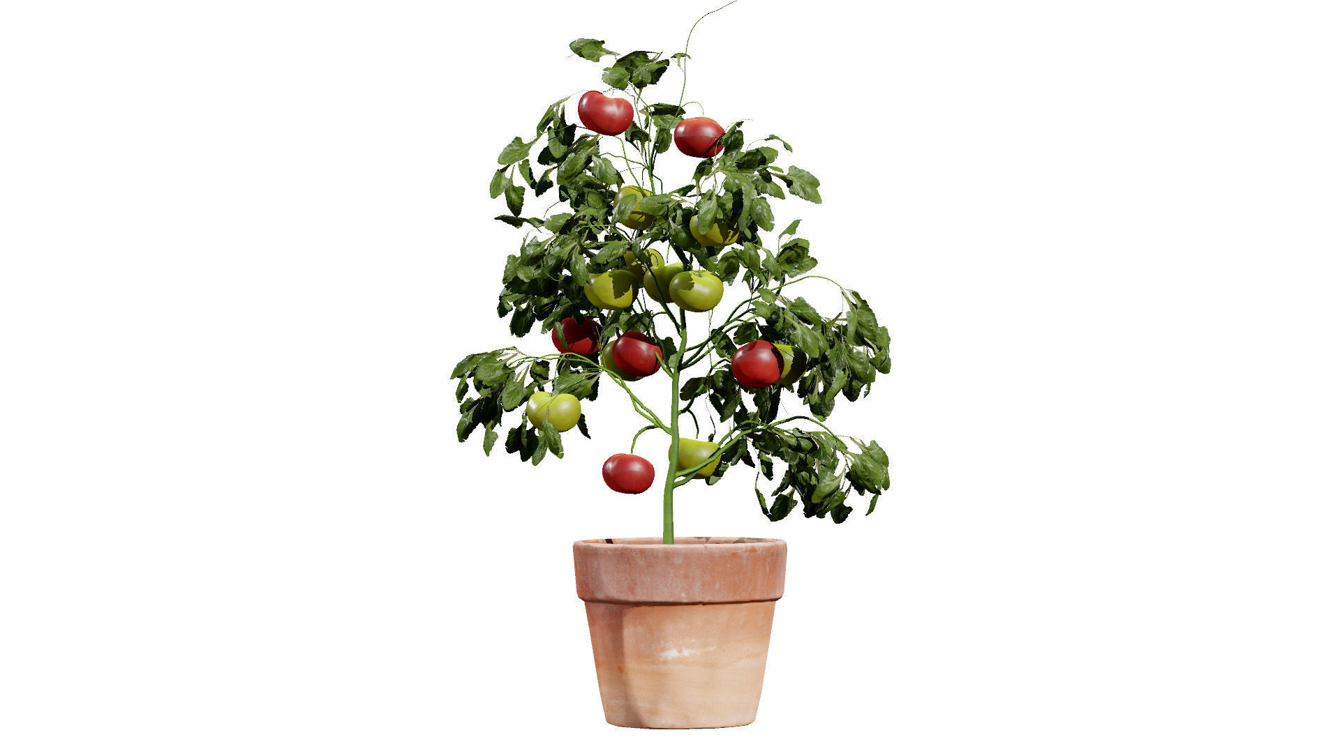 Tomato Plant 3D Model Low-poly 3D model_5