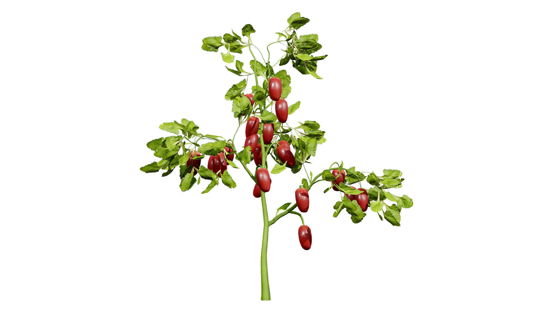Tomato Plant 3D Model Low-poly 3D model_12