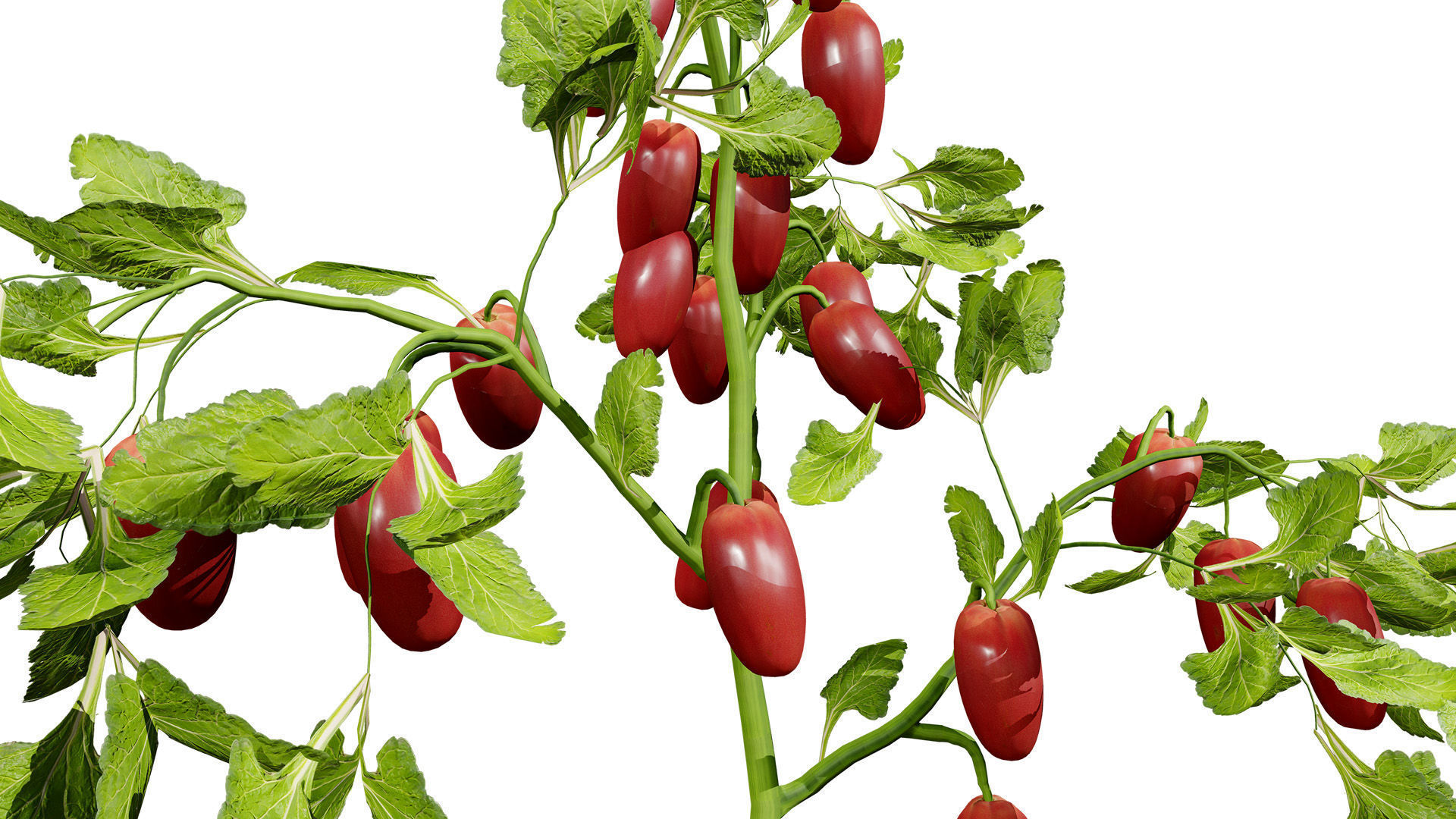 Tomato Plant 3D Model Low-poly 3D model_4