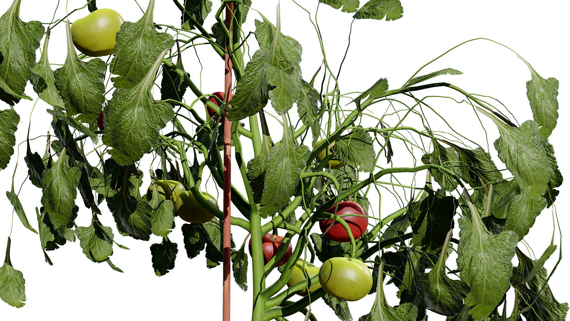 Tomato Plant 3D Model Low-poly 3D model_7