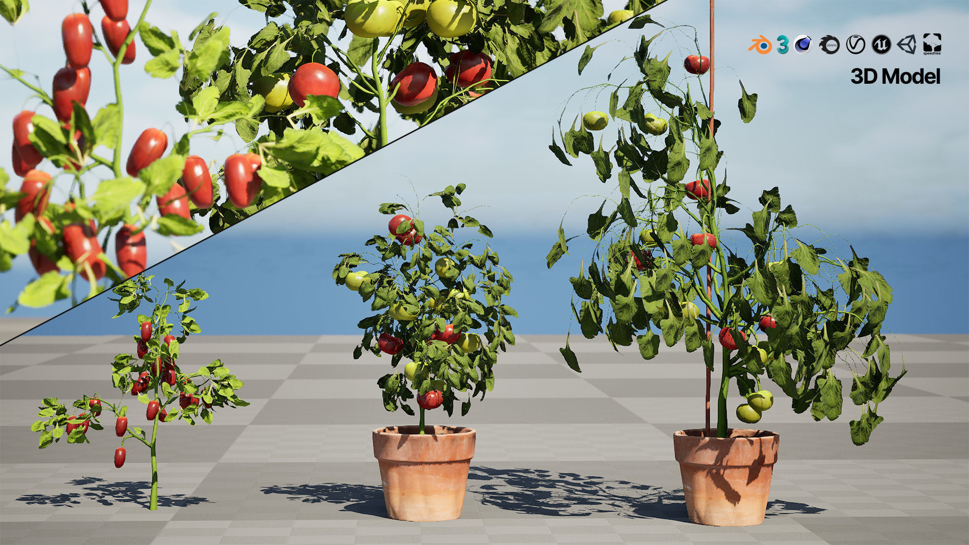 Tomato Plant 3D Model Low-poly 3D model_2
