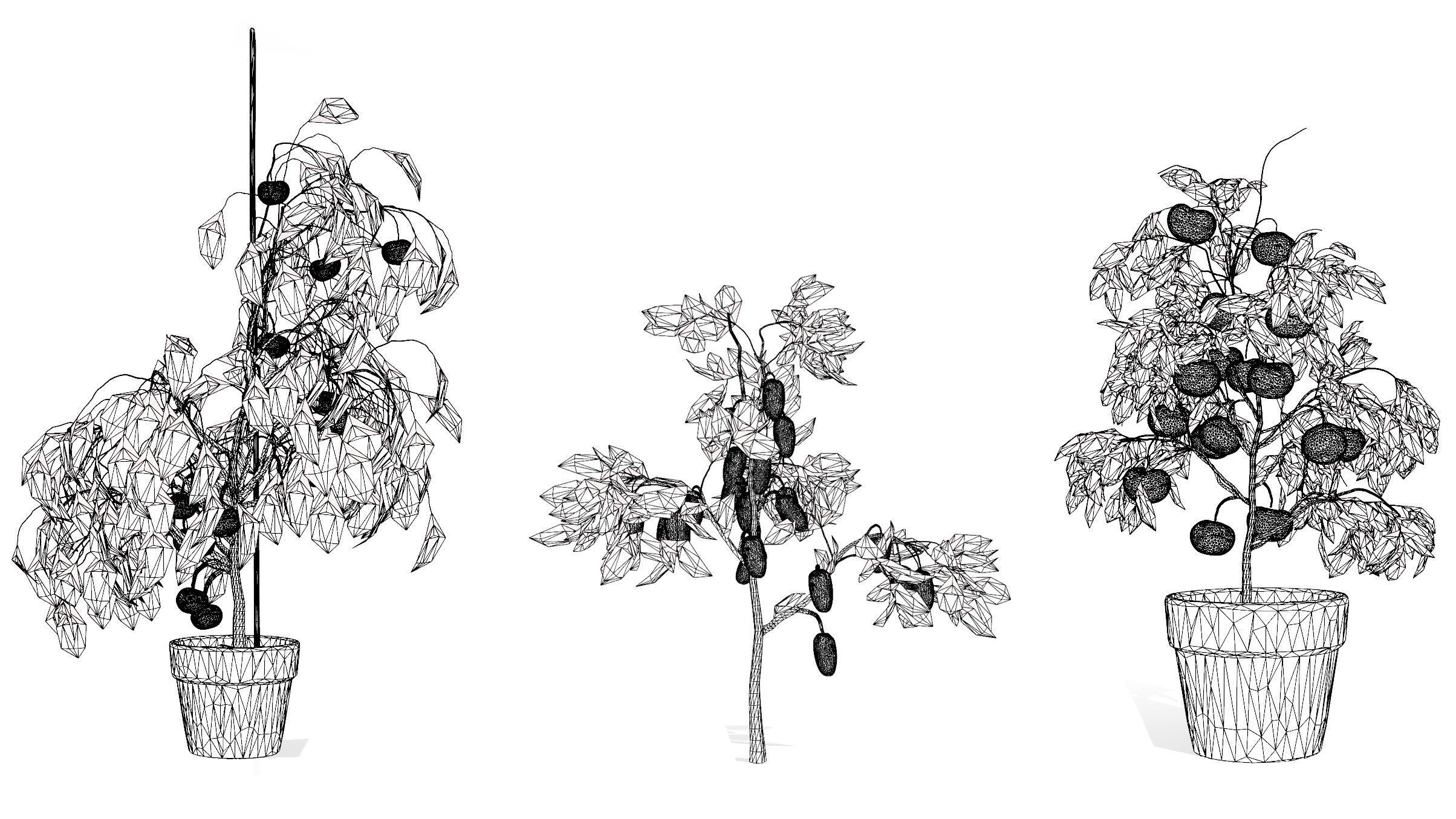 Tomato Plant 3D Model Low-poly 3D model_13