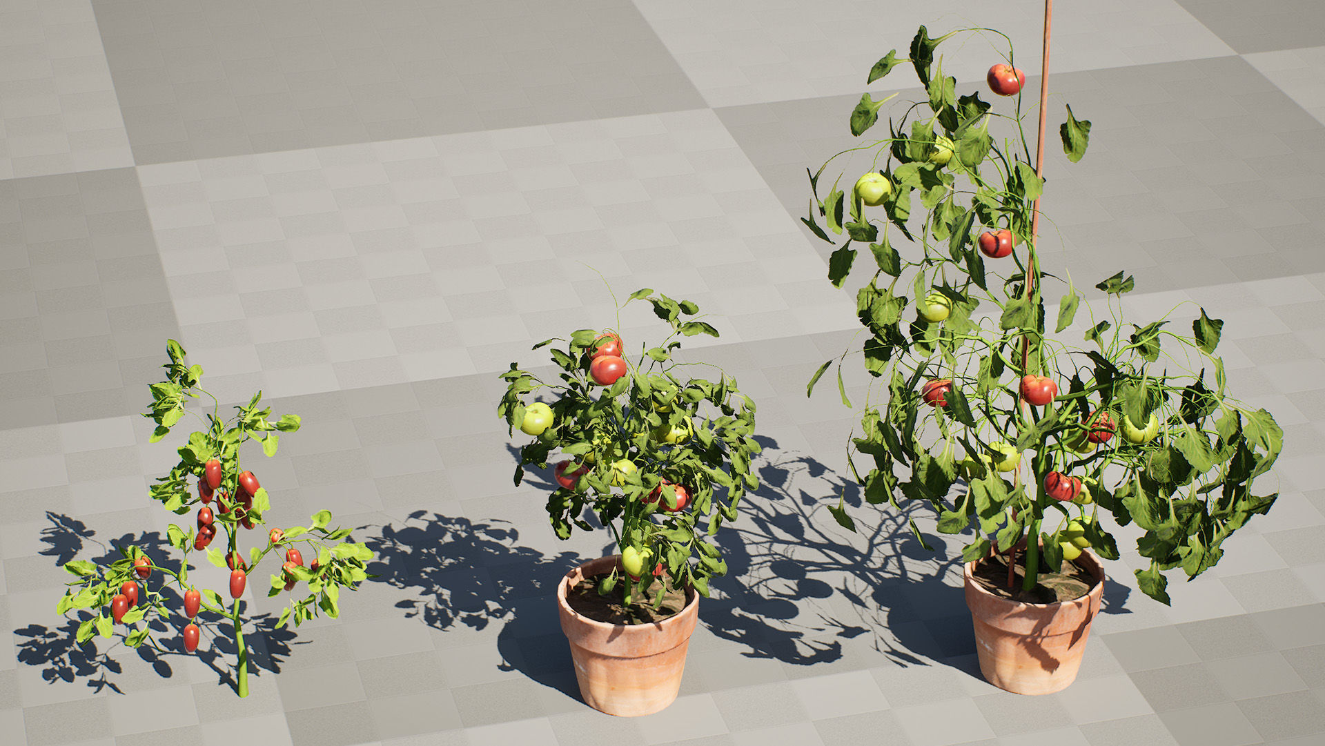 Tomato Plant 3D Model Low-poly 3D model_9