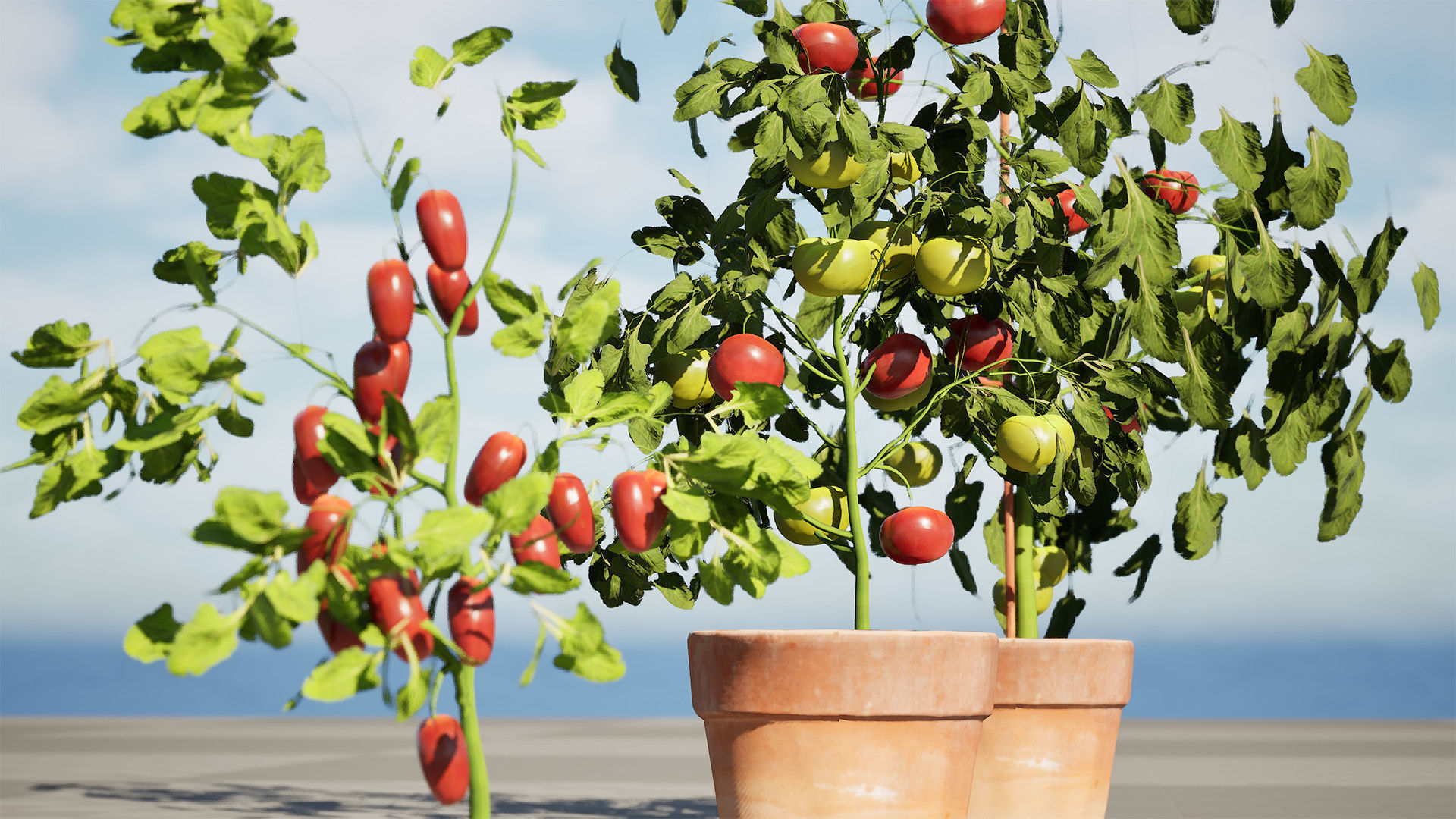 Tomato Plant 3D Model Low-poly 3D model_11