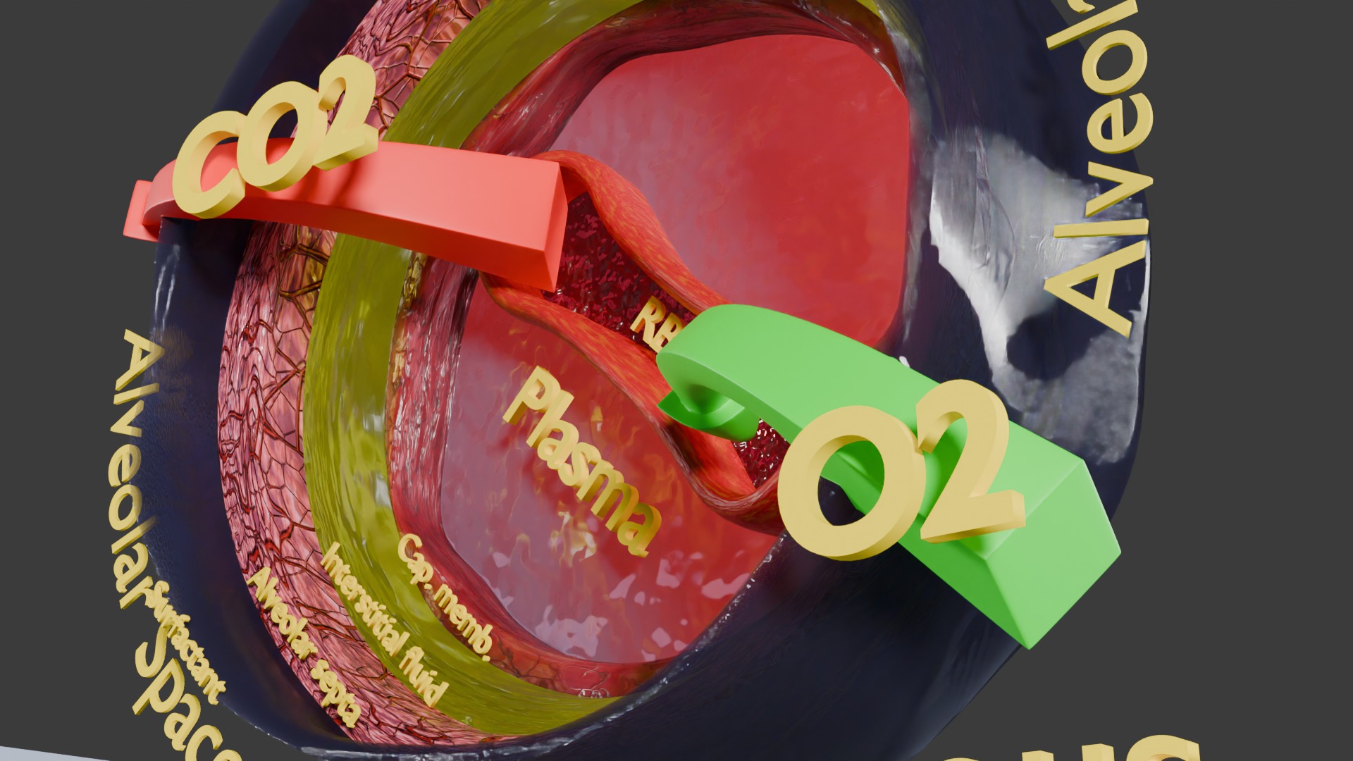 Respiratory Lung Gas Exchange Schematic Low-poly 3D model_5