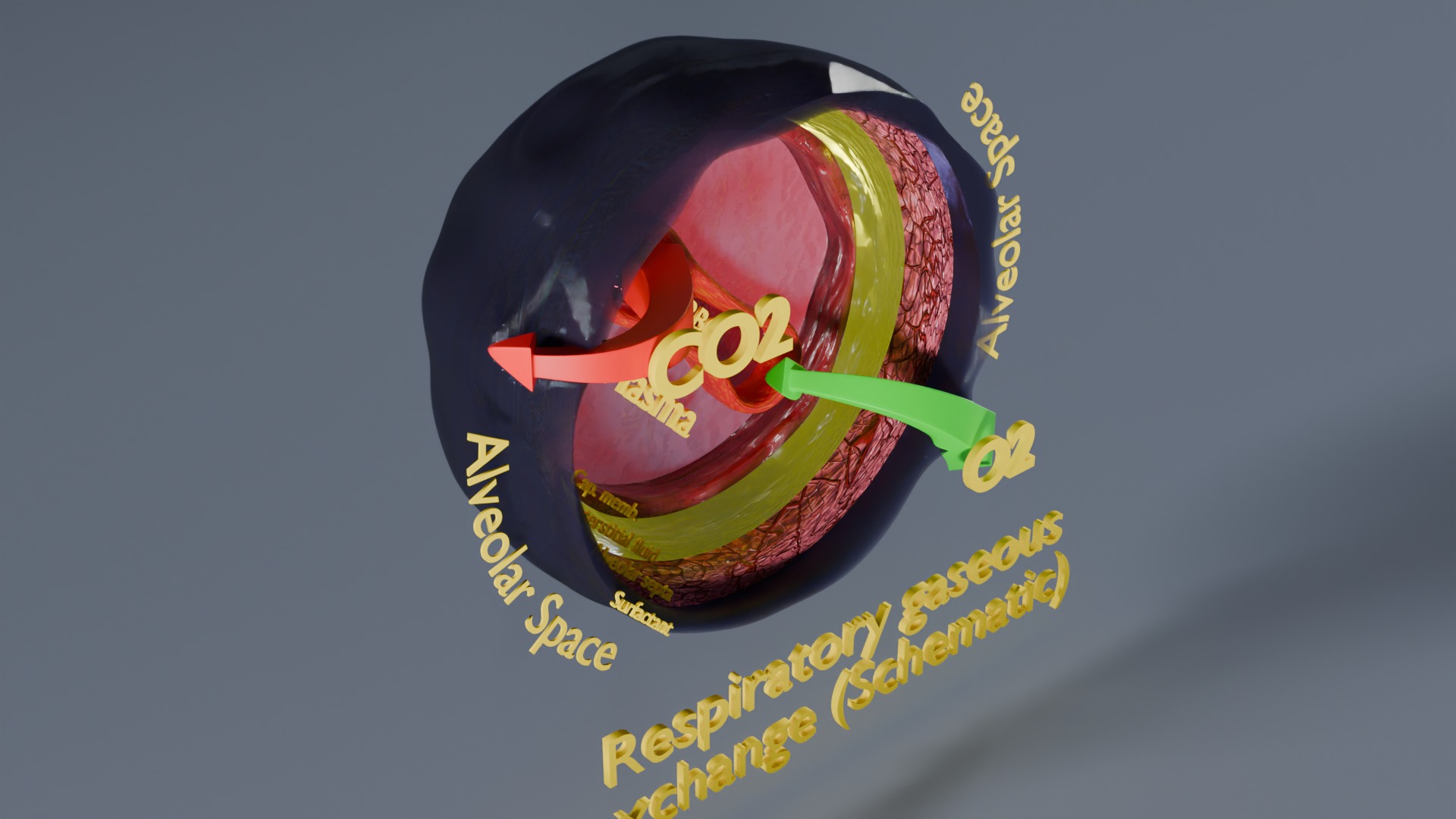 Respiratory Lung Gas Exchange Schematic Low-poly 3D model_24
