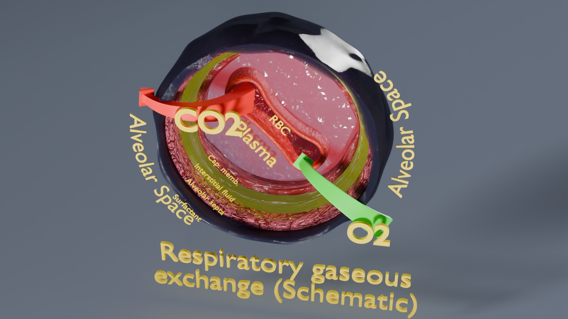 Respiratory Lung Gas Exchange Schematic Low-poly 3D model_59