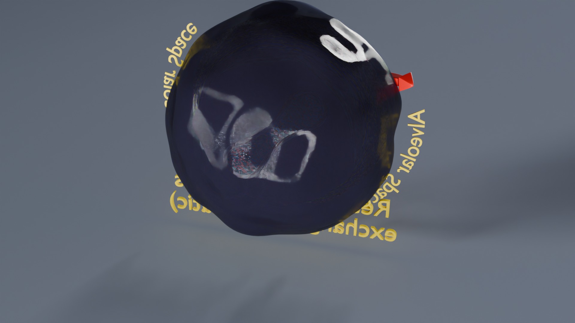 Respiratory Lung Gas Exchange Schematic Low-poly 3D model_41