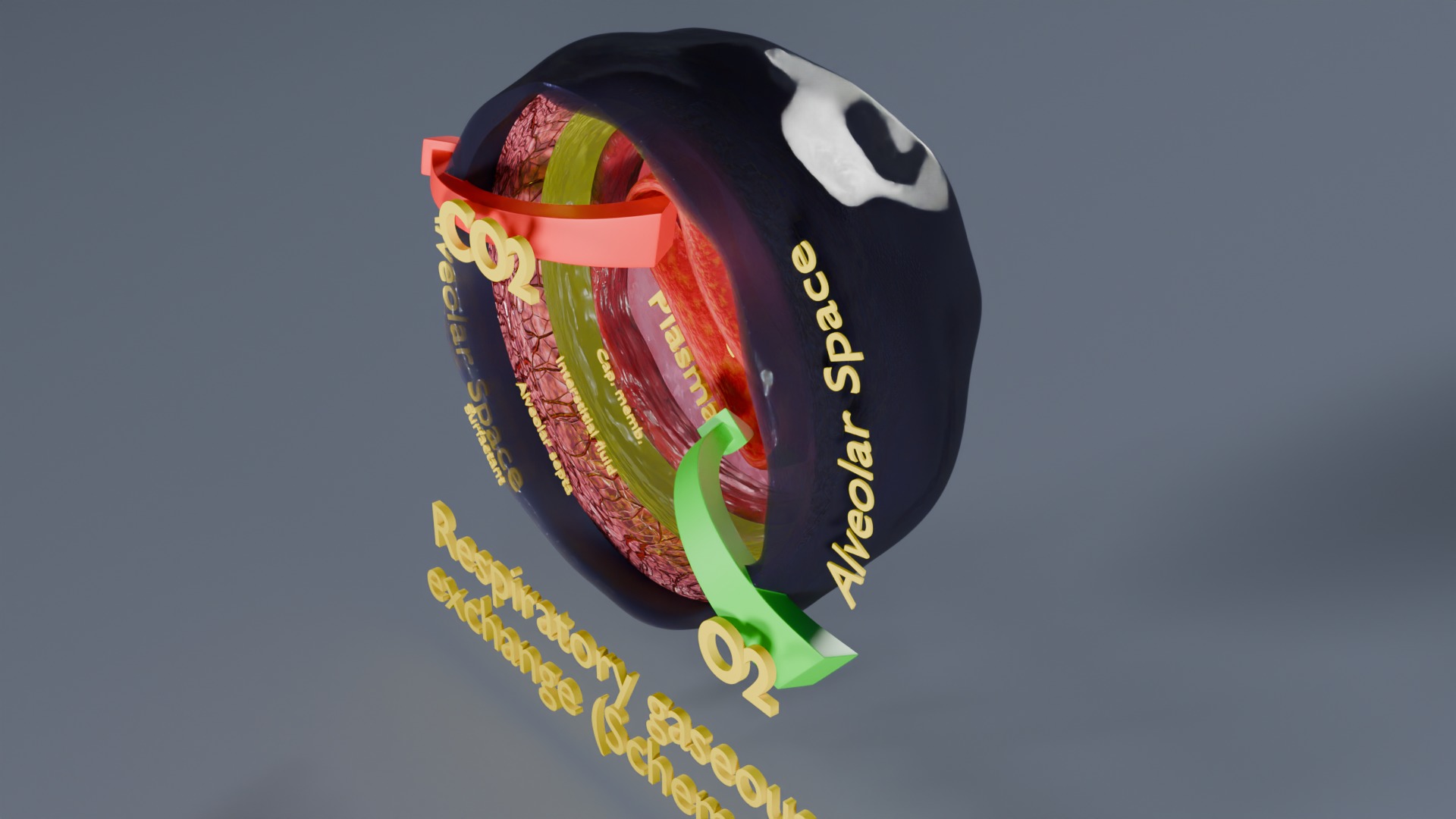 Respiratory Lung Gas Exchange Schematic Low-poly 3D model_55