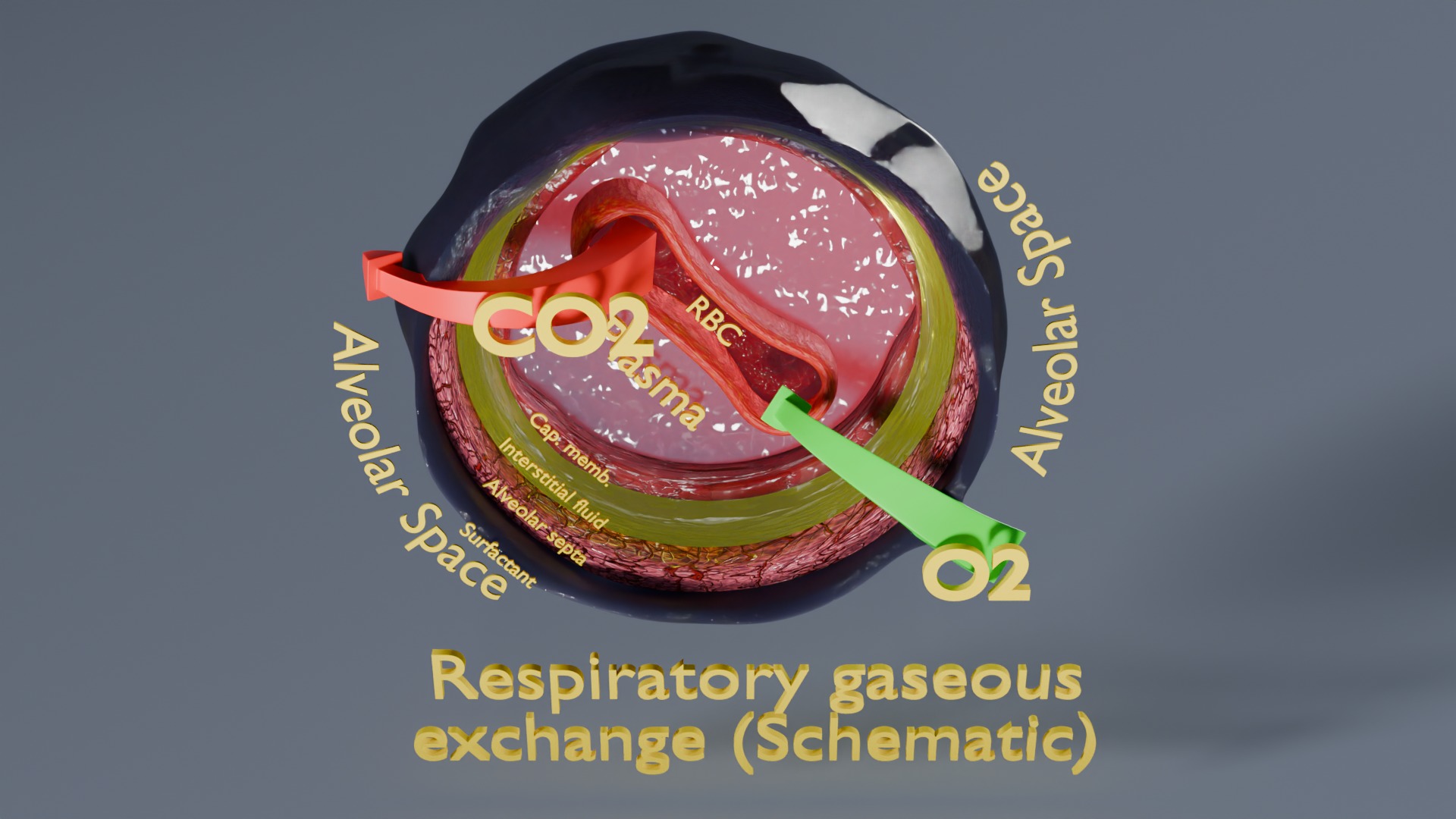 Respiratory Lung Gas Exchange Schematic Low-poly 3D model_16