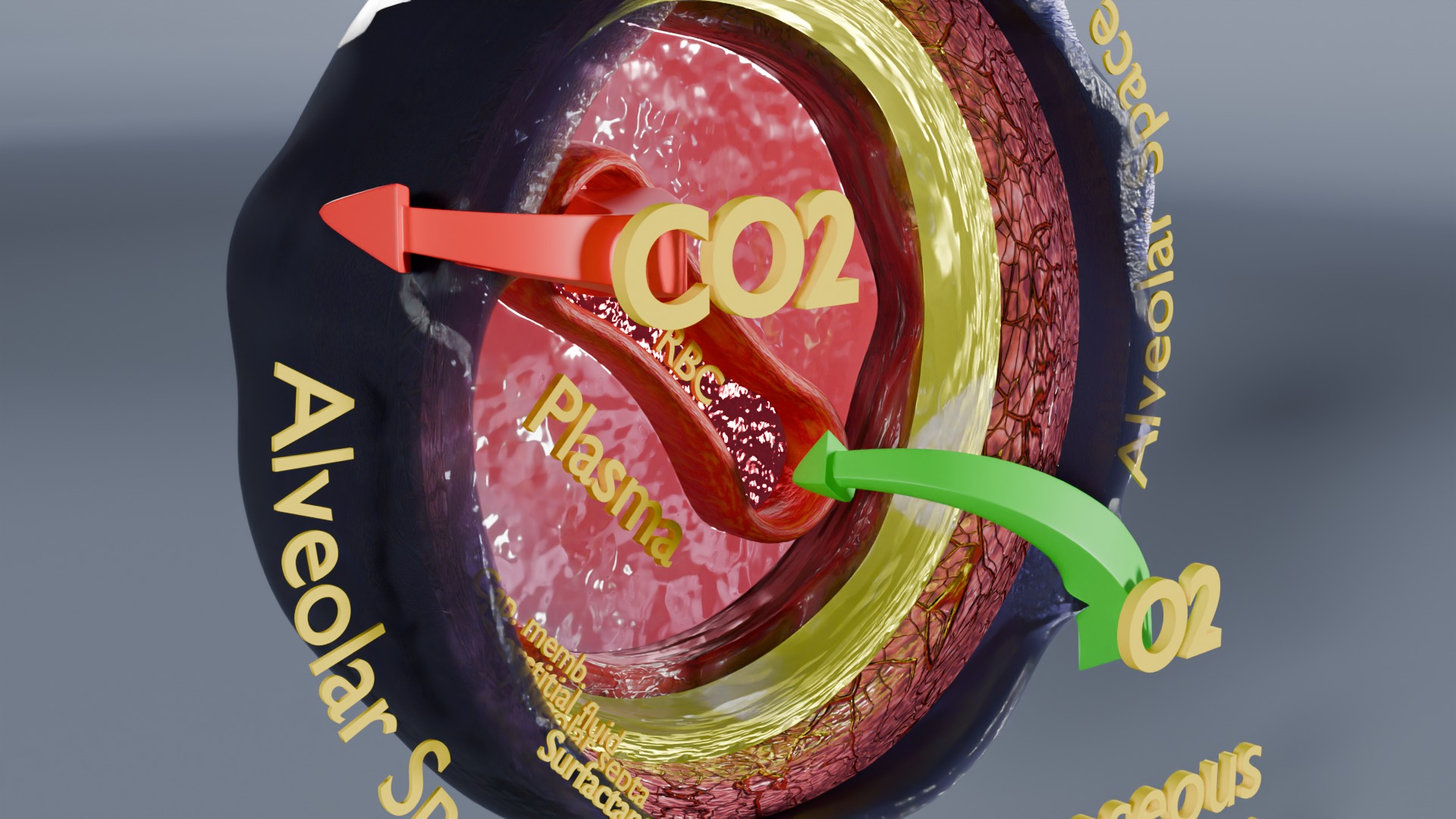 Respiratory Lung Gas Exchange Schematic Low-poly 3D model_12