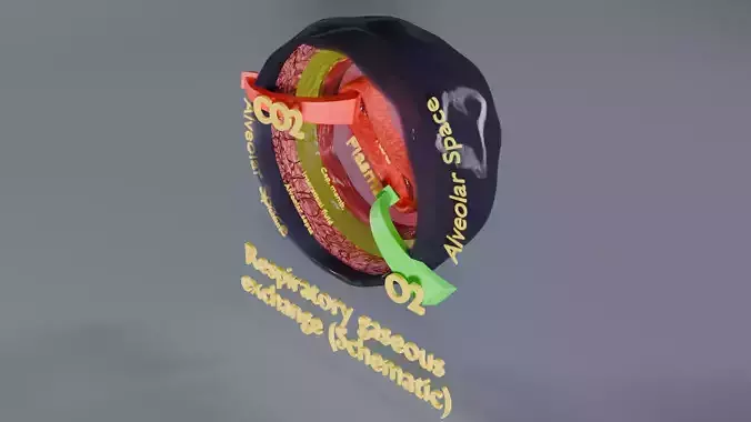 Respiratory Lung Gas Exchange Schematic Low-poly 3D model