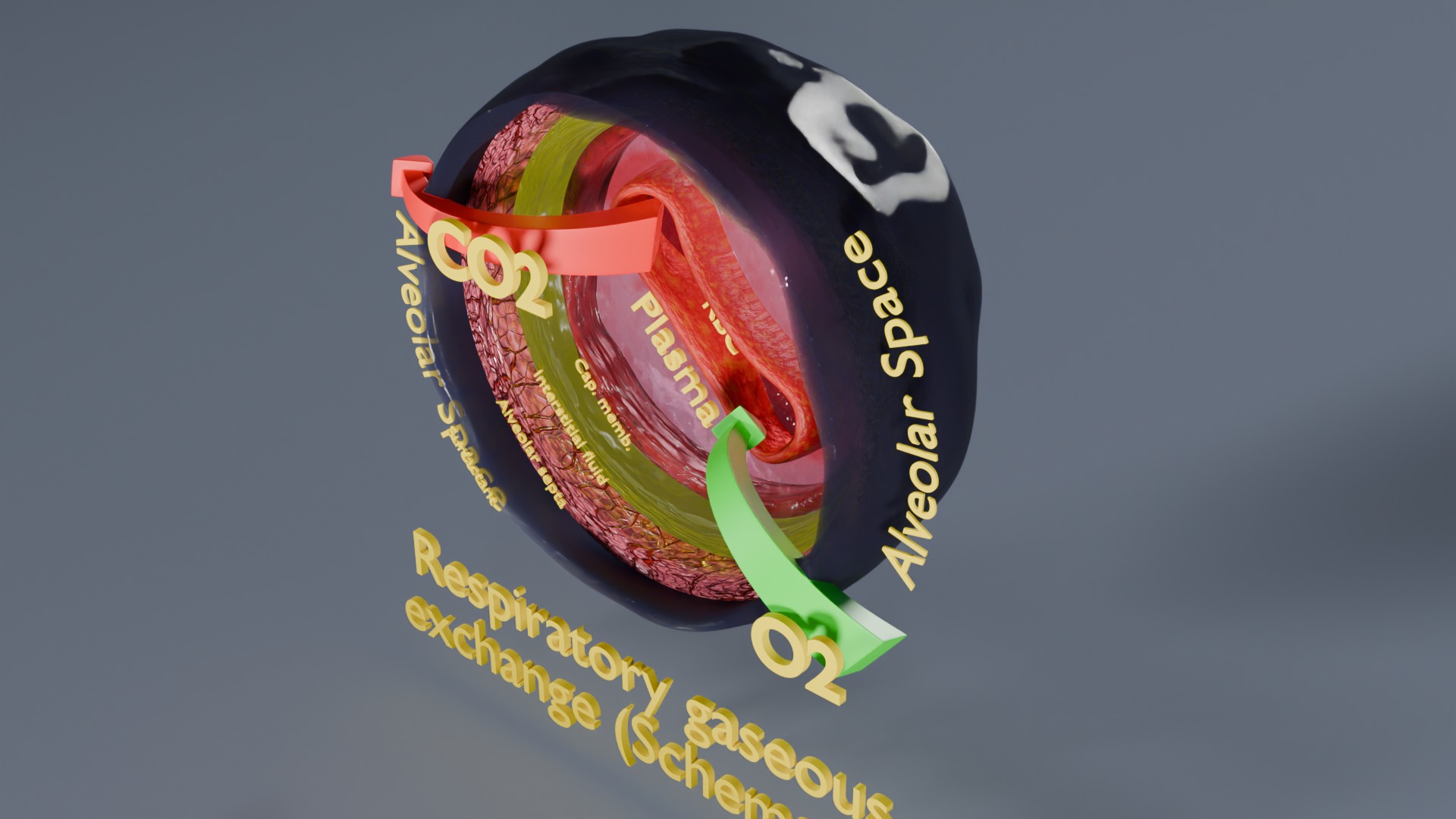 Respiratory Lung Gas Exchange Schematic Low-poly 3D model_56