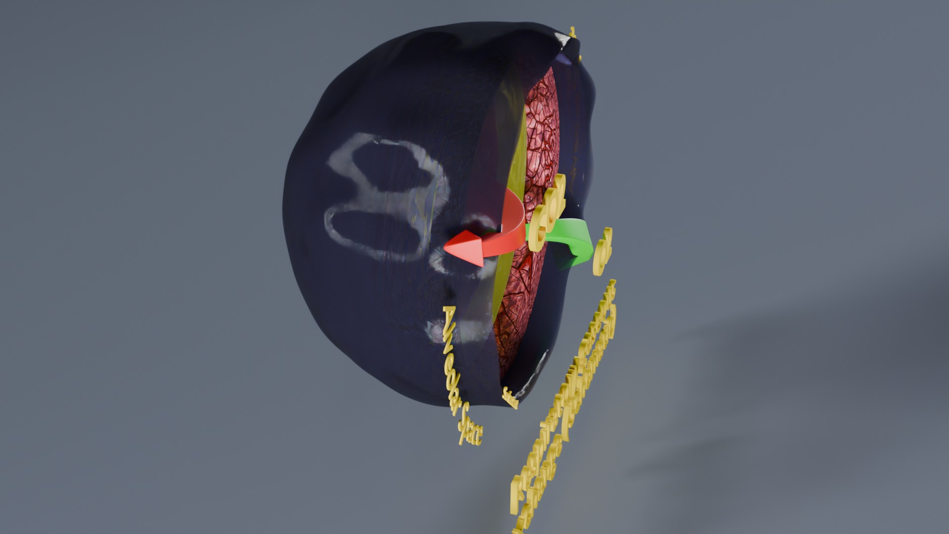 Respiratory Lung Gas Exchange Schematic Low-poly 3D model_30