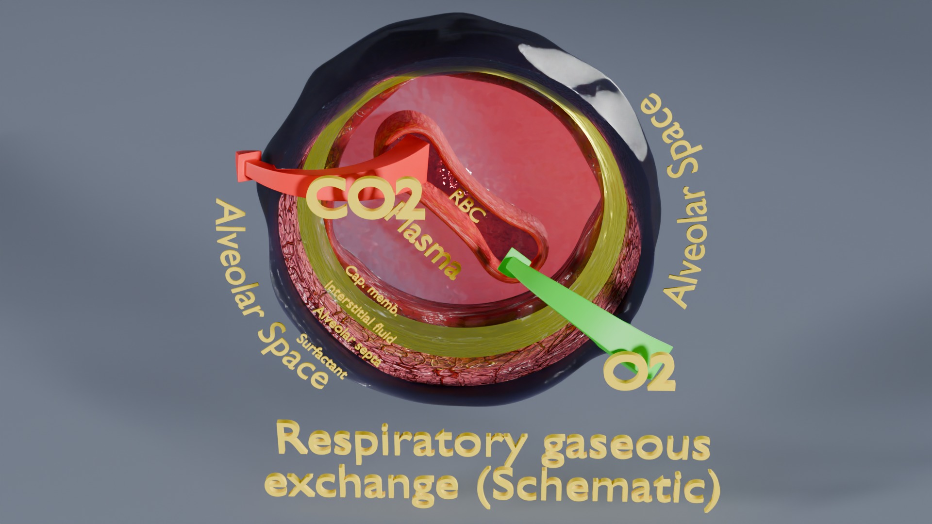 Respiratory Lung Gas Exchange Schematic Low-poly 3D model_1
