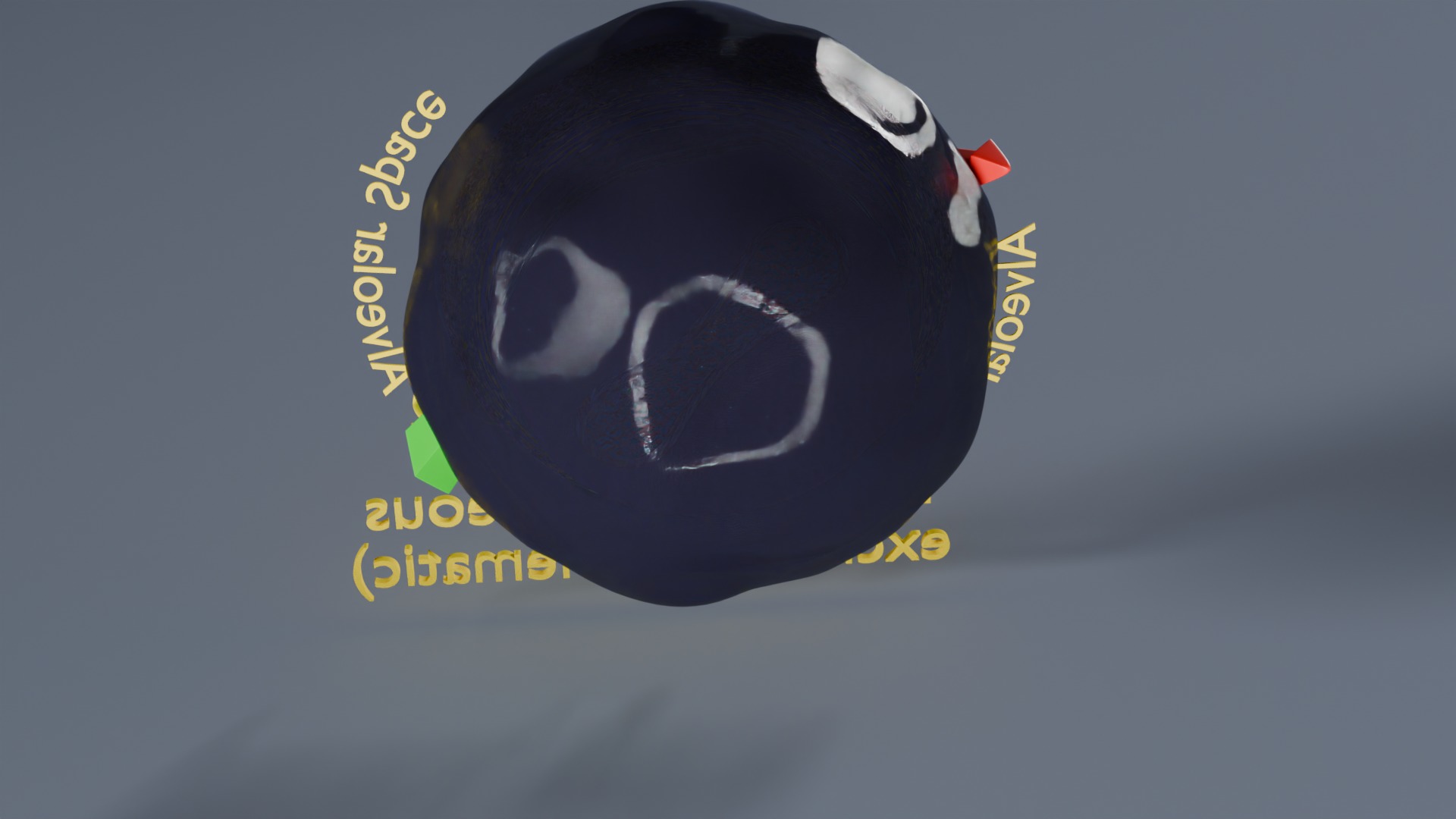Respiratory Lung Gas Exchange Schematic Low-poly 3D model_43