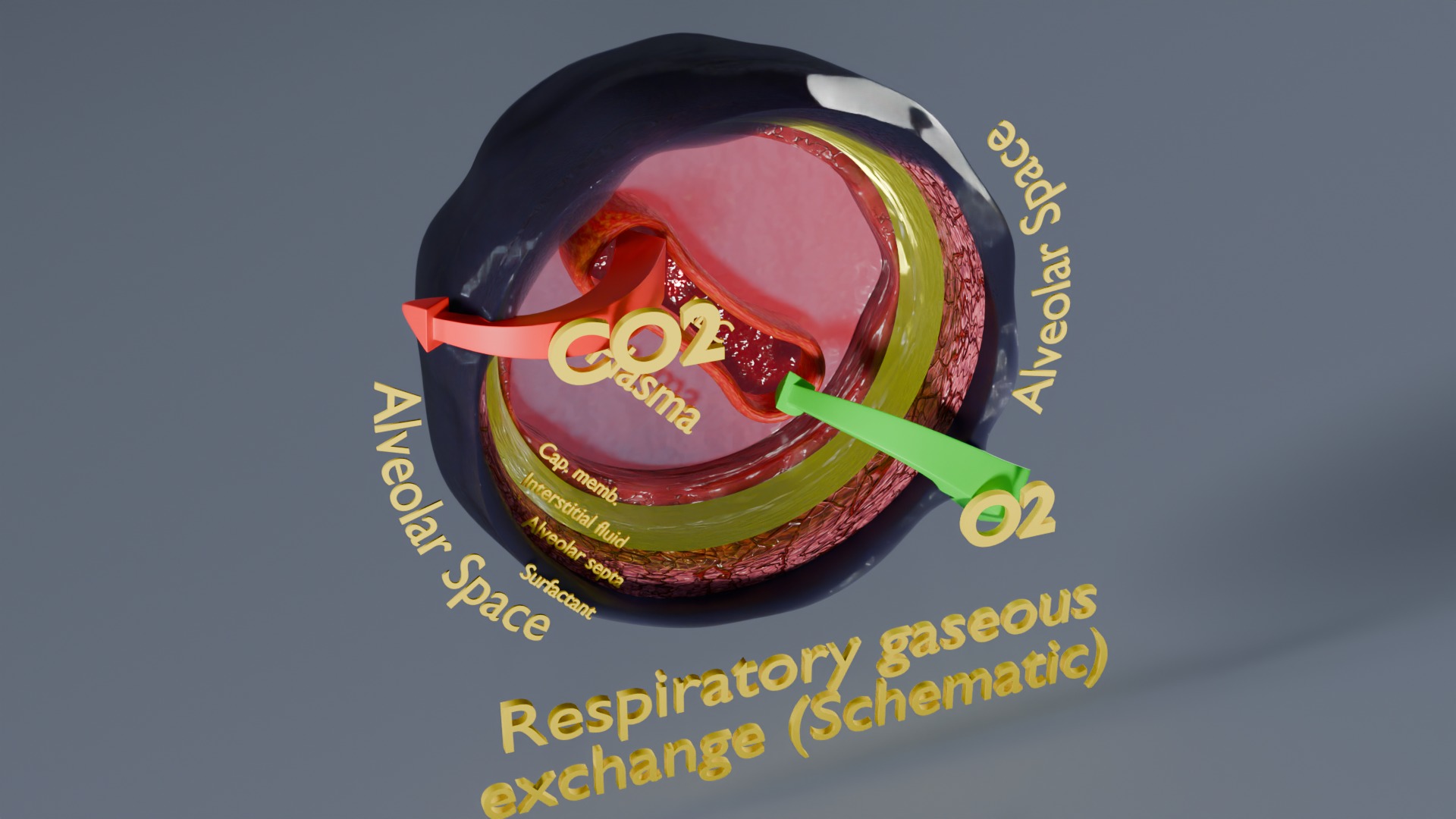 Respiratory Lung Gas Exchange Schematic Low-poly 3D model_20