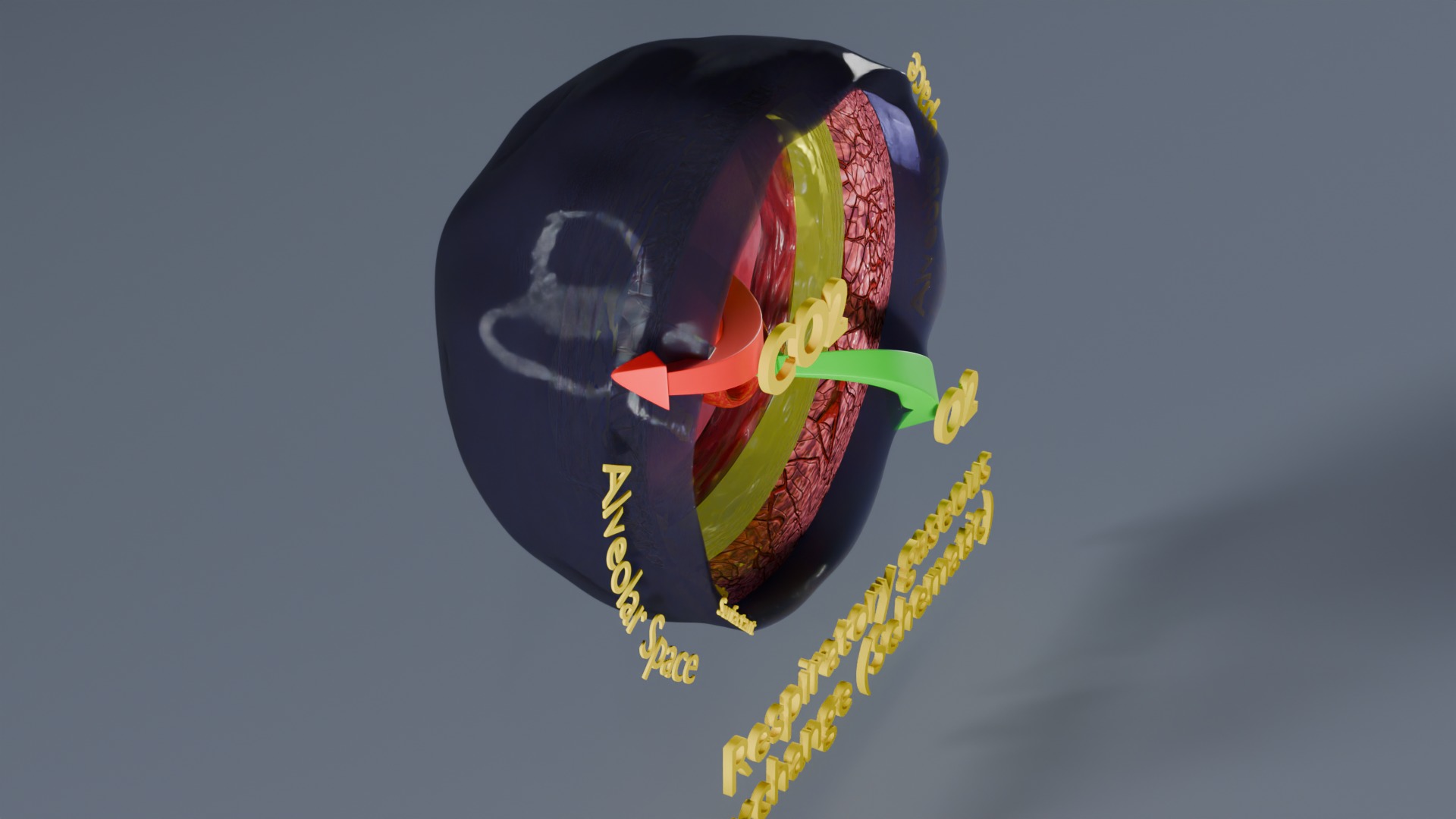 Respiratory Lung Gas Exchange Schematic Low-poly 3D model_28