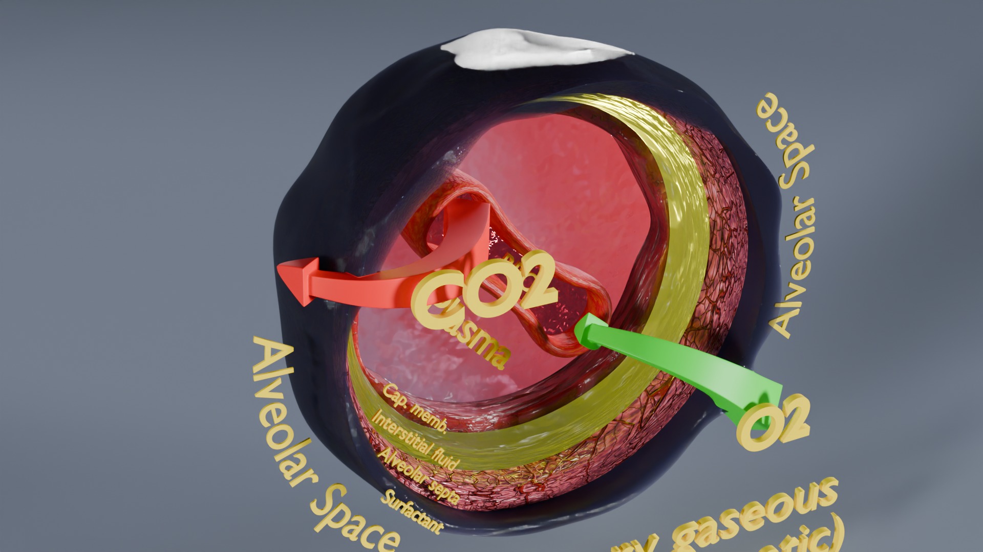 Respiratory Lung Gas Exchange Schematic Low-poly 3D model_2