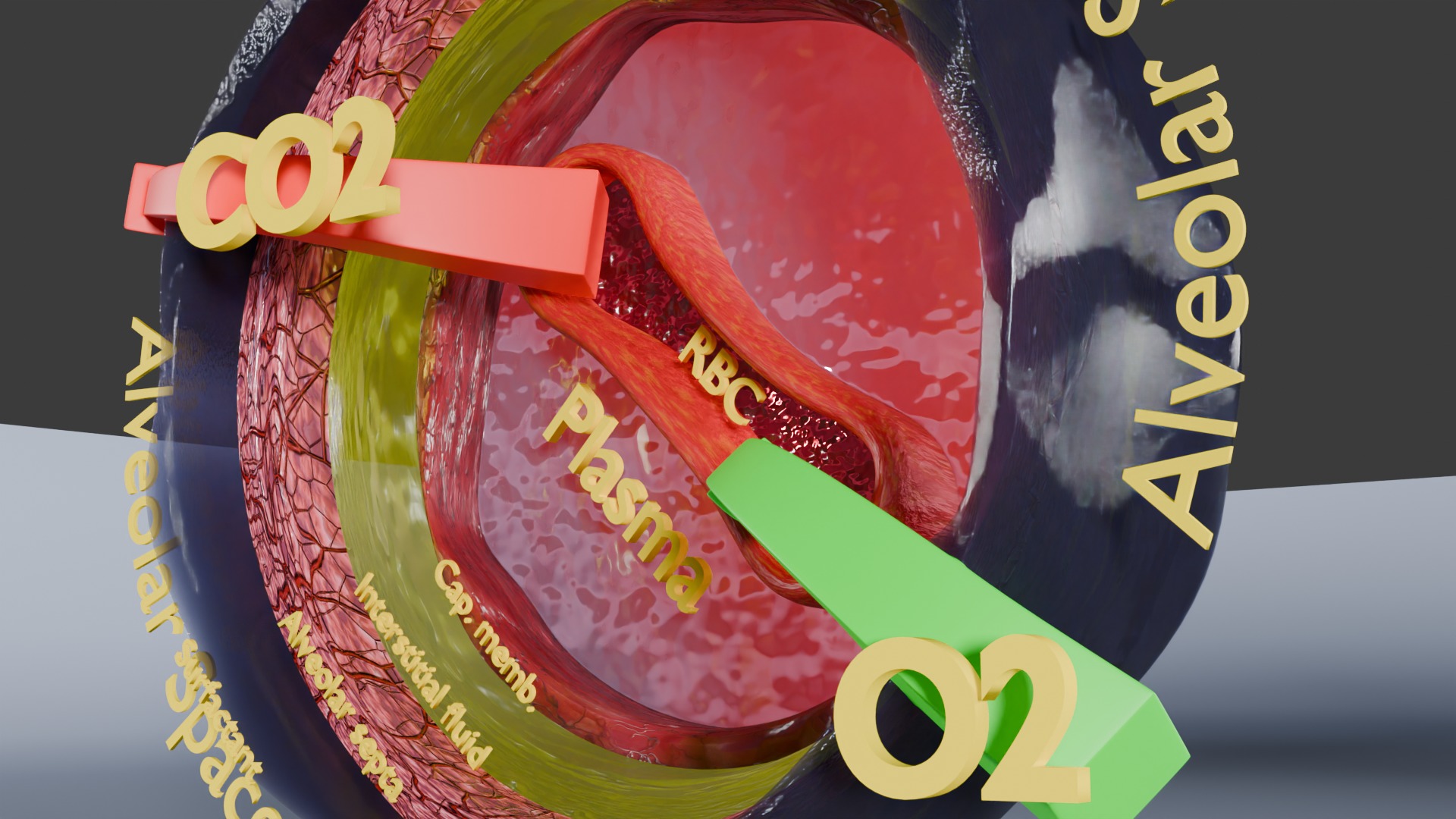 Respiratory Lung Gas Exchange Schematic Low-poly 3D model_4