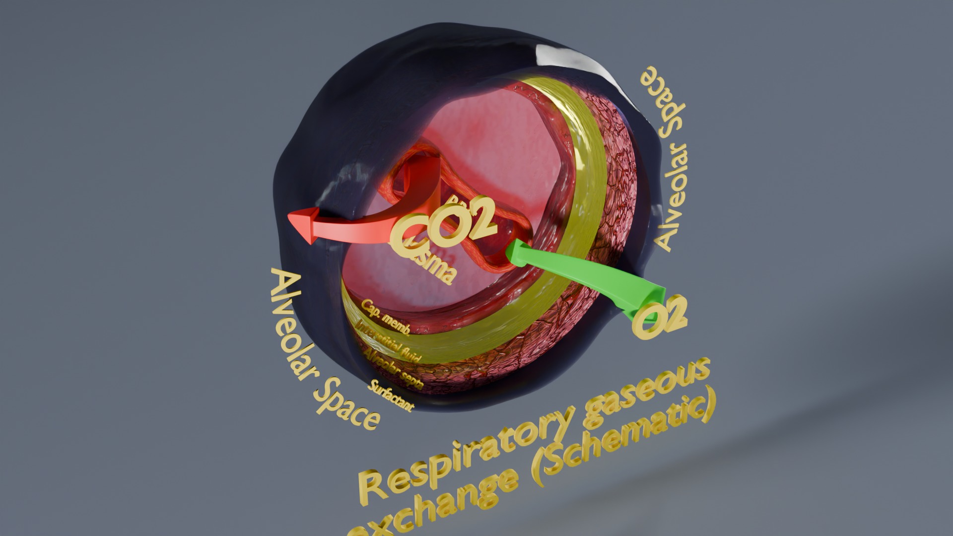 Respiratory Lung Gas Exchange Schematic Low-poly 3D model_22