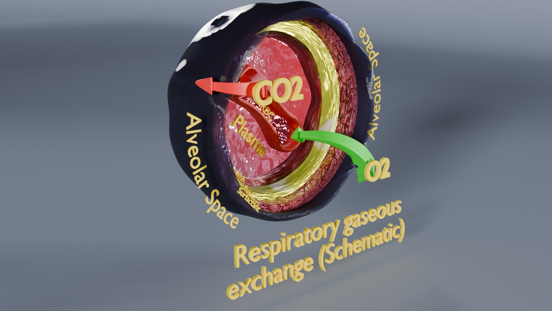 Respiratory Lung Gas Exchange Schematic Low-poly 3D model_13