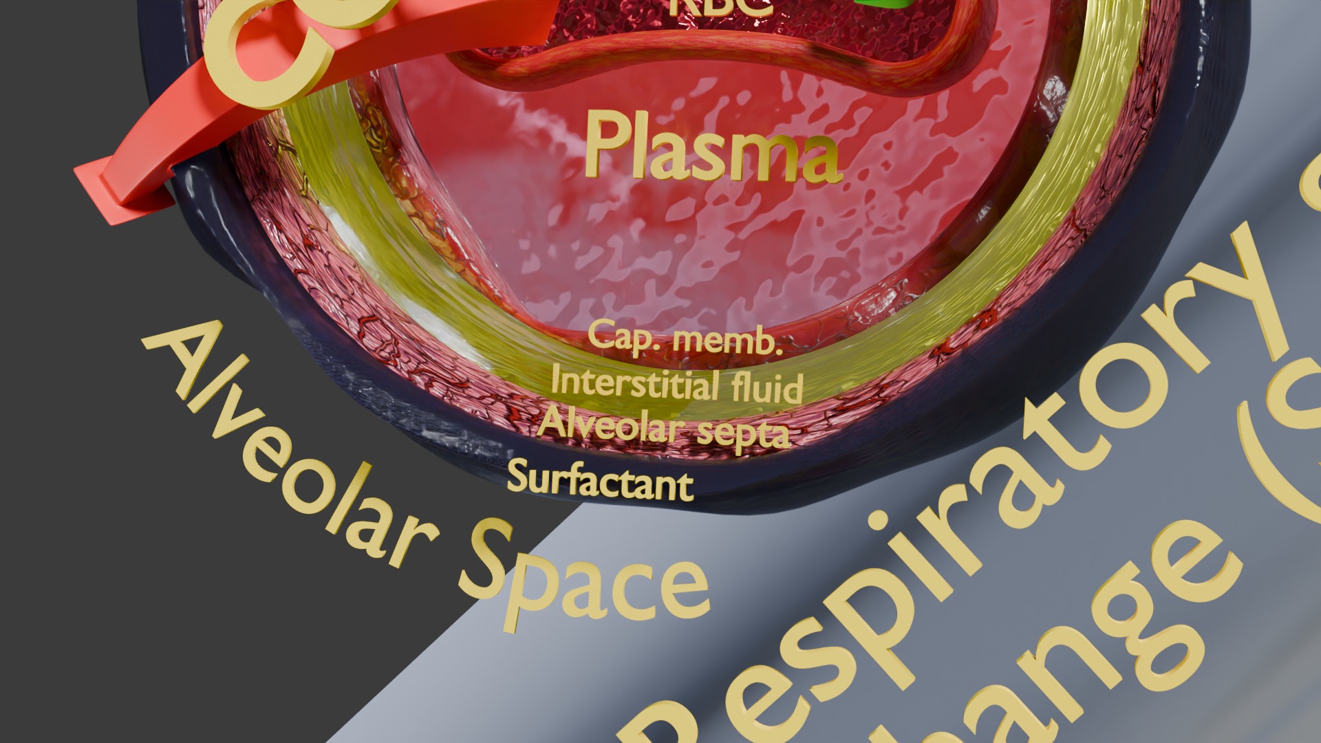 Respiratory Lung Gas Exchange Schematic Low-poly 3D model_8