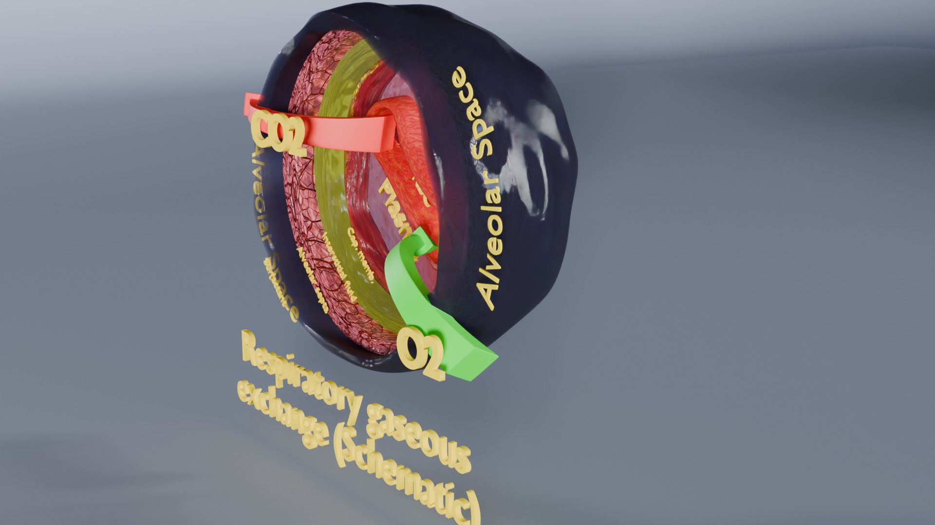 Respiratory Lung Gas Exchange Schematic Low-poly 3D model_14