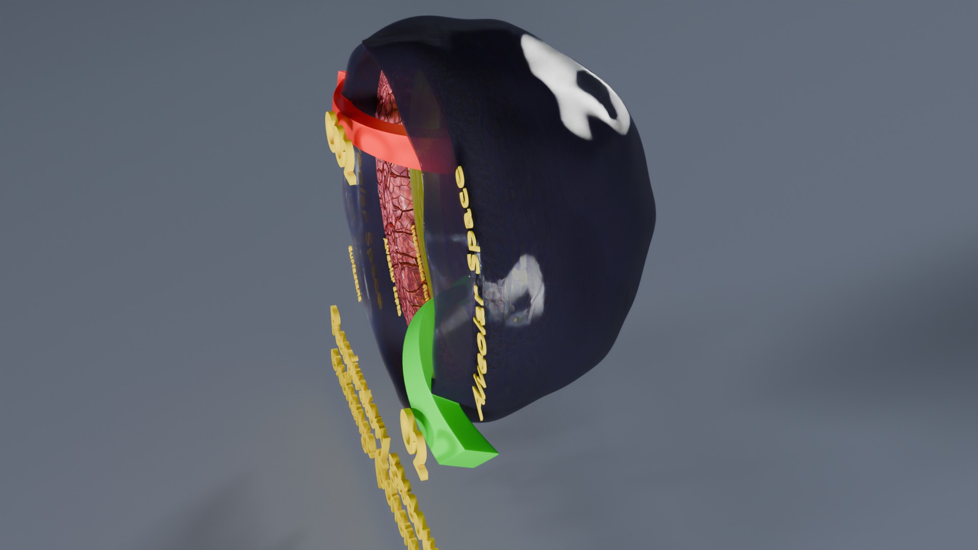 Respiratory Lung Gas Exchange Schematic Low-poly 3D model_53