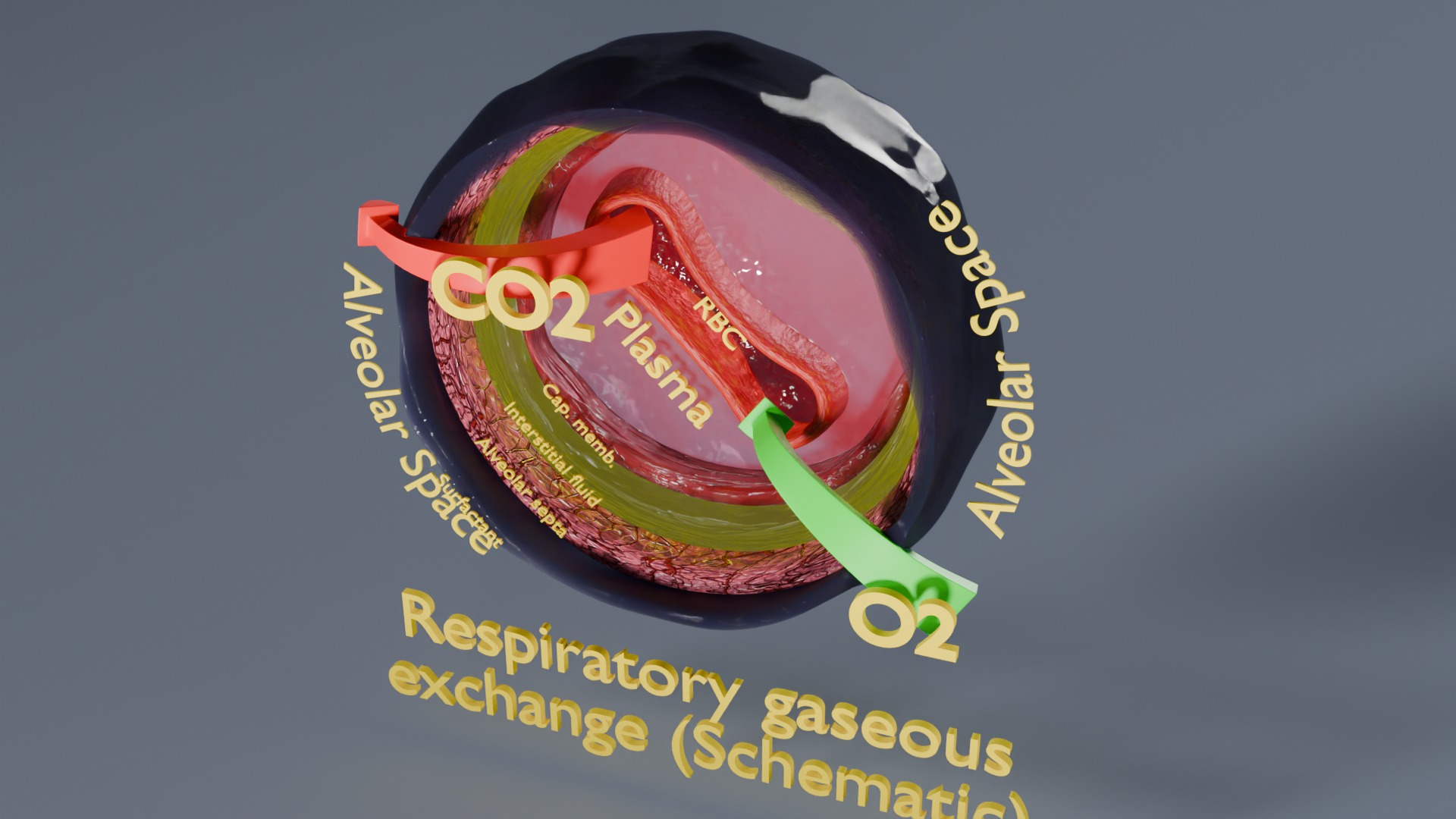 Respiratory Lung Gas Exchange Schematic Low-poly 3D model_58