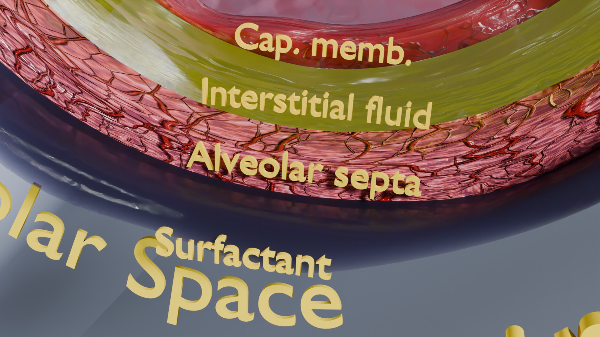 Respiratory Lung Gas Exchange Schematic Low-poly 3D model_9