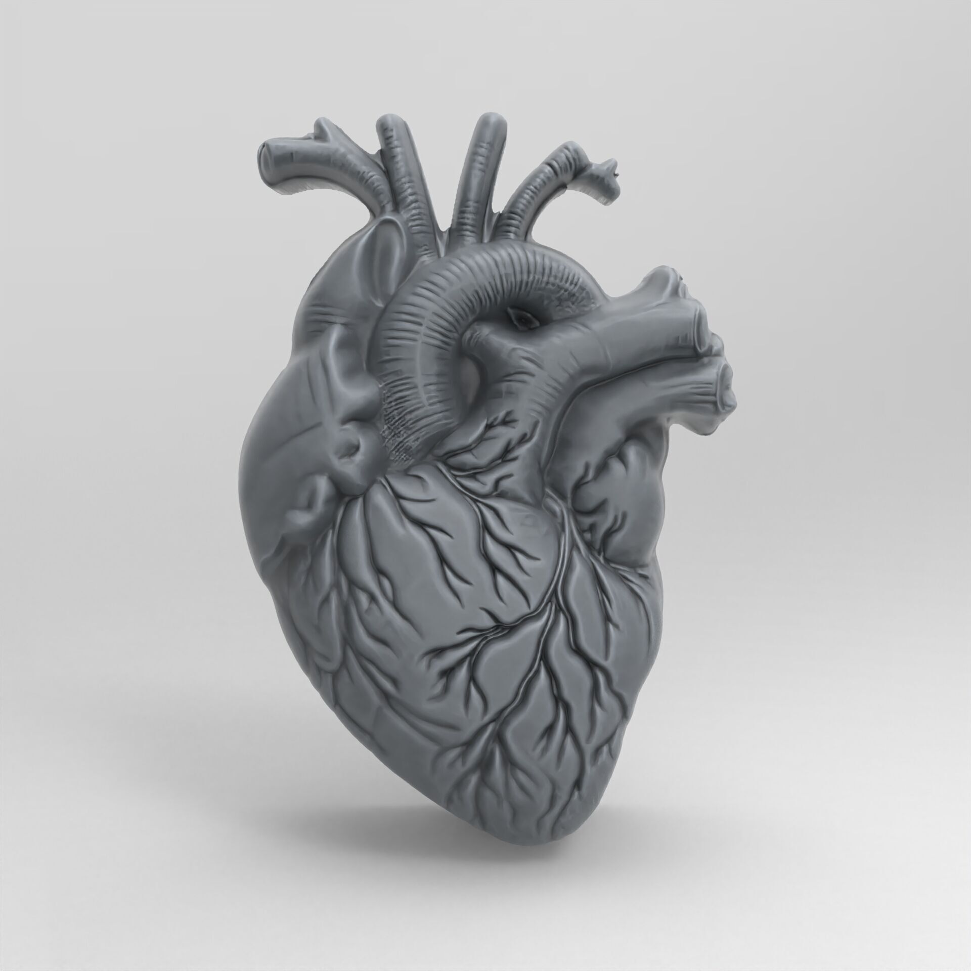 Anatomical Heart 3D Model for 3D Printing and CNC Carving 3D print model_1