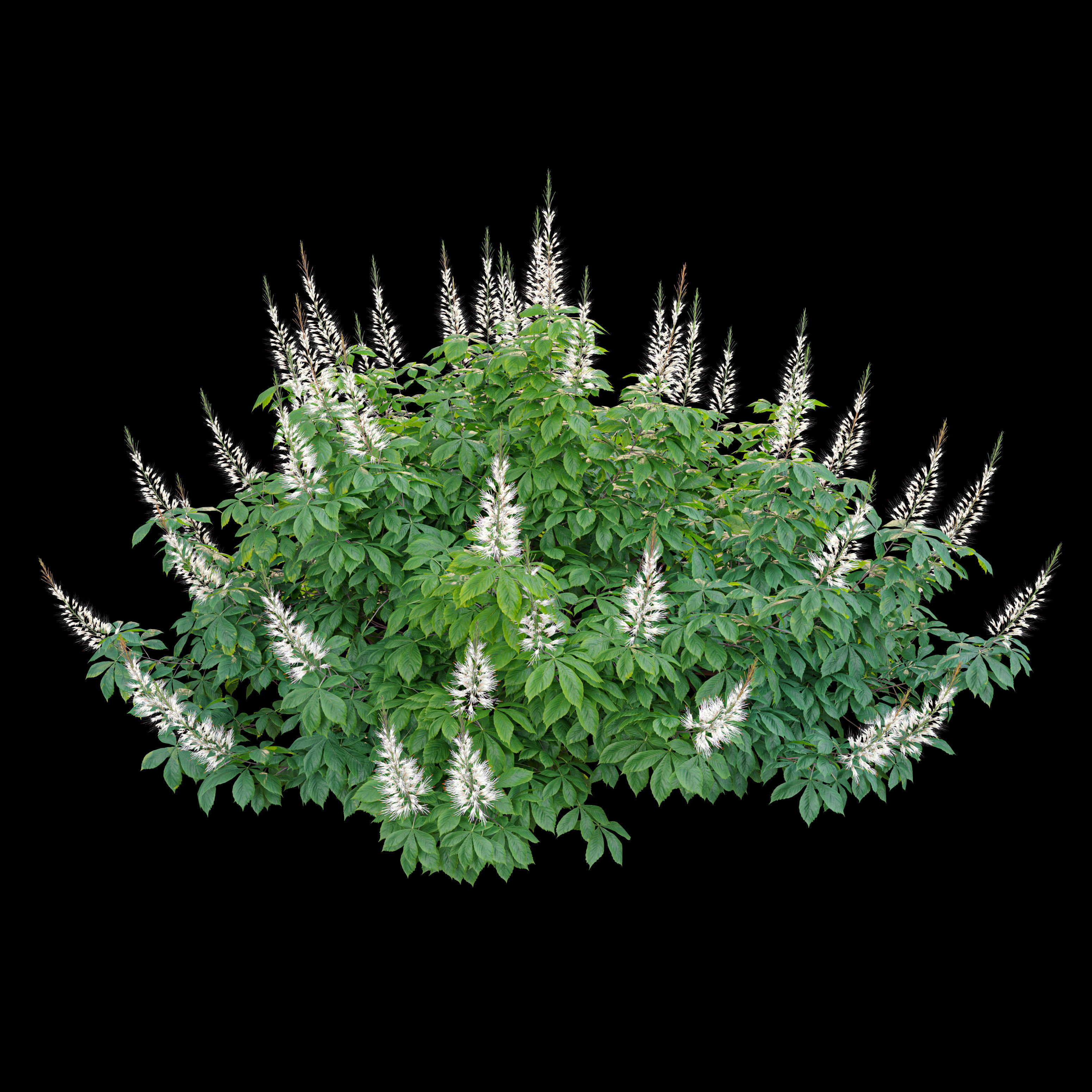 Aesculus parviflora 3D model_1