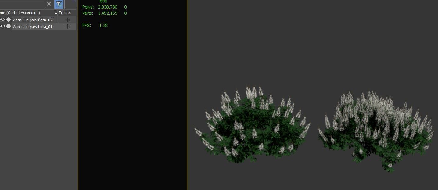 Aesculus parviflora 3D model_4