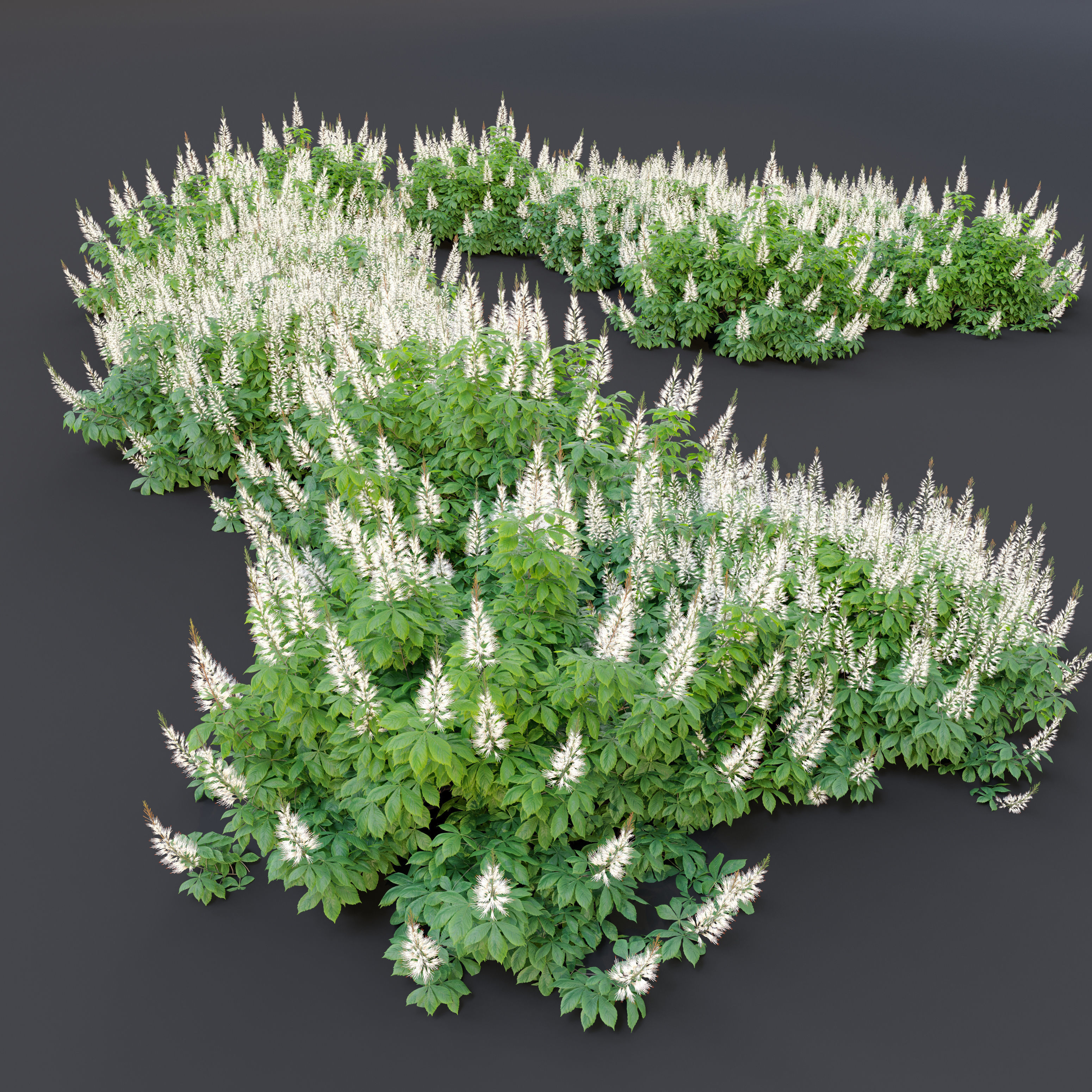 Aesculus parviflora 3D model_2