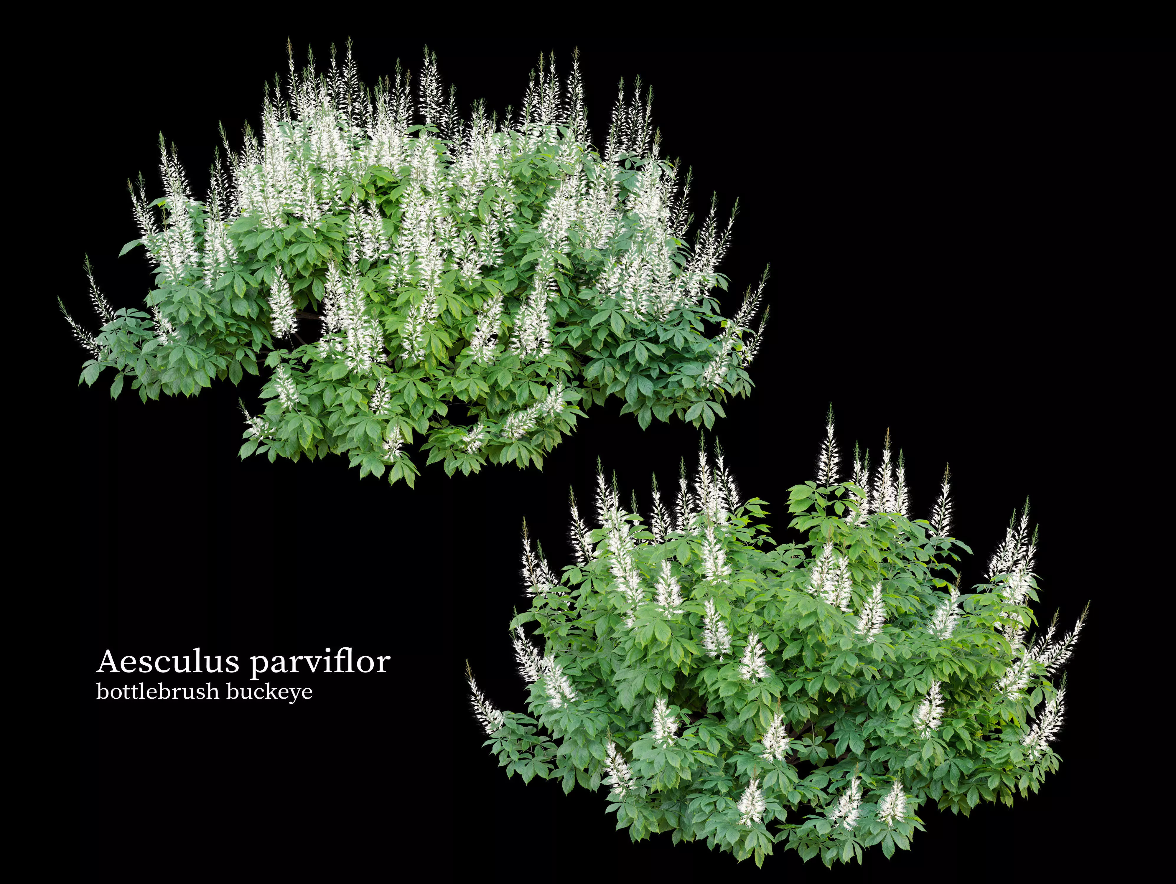 Aesculus parviflora 3D model_0