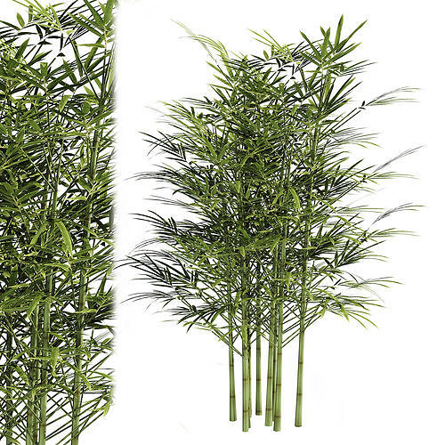 bamboo  3D model