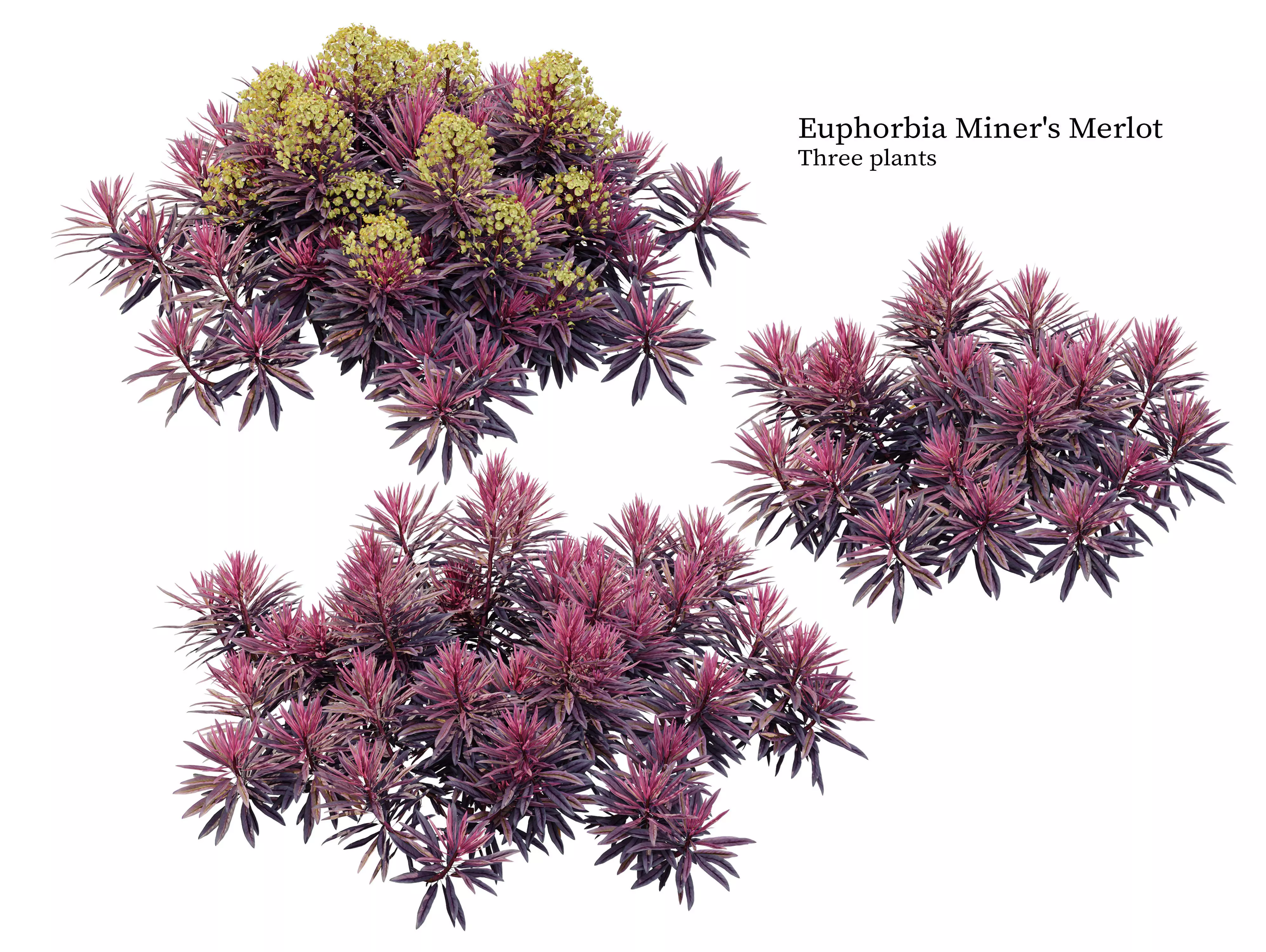 Euphorbia Miners Merlot 3D model